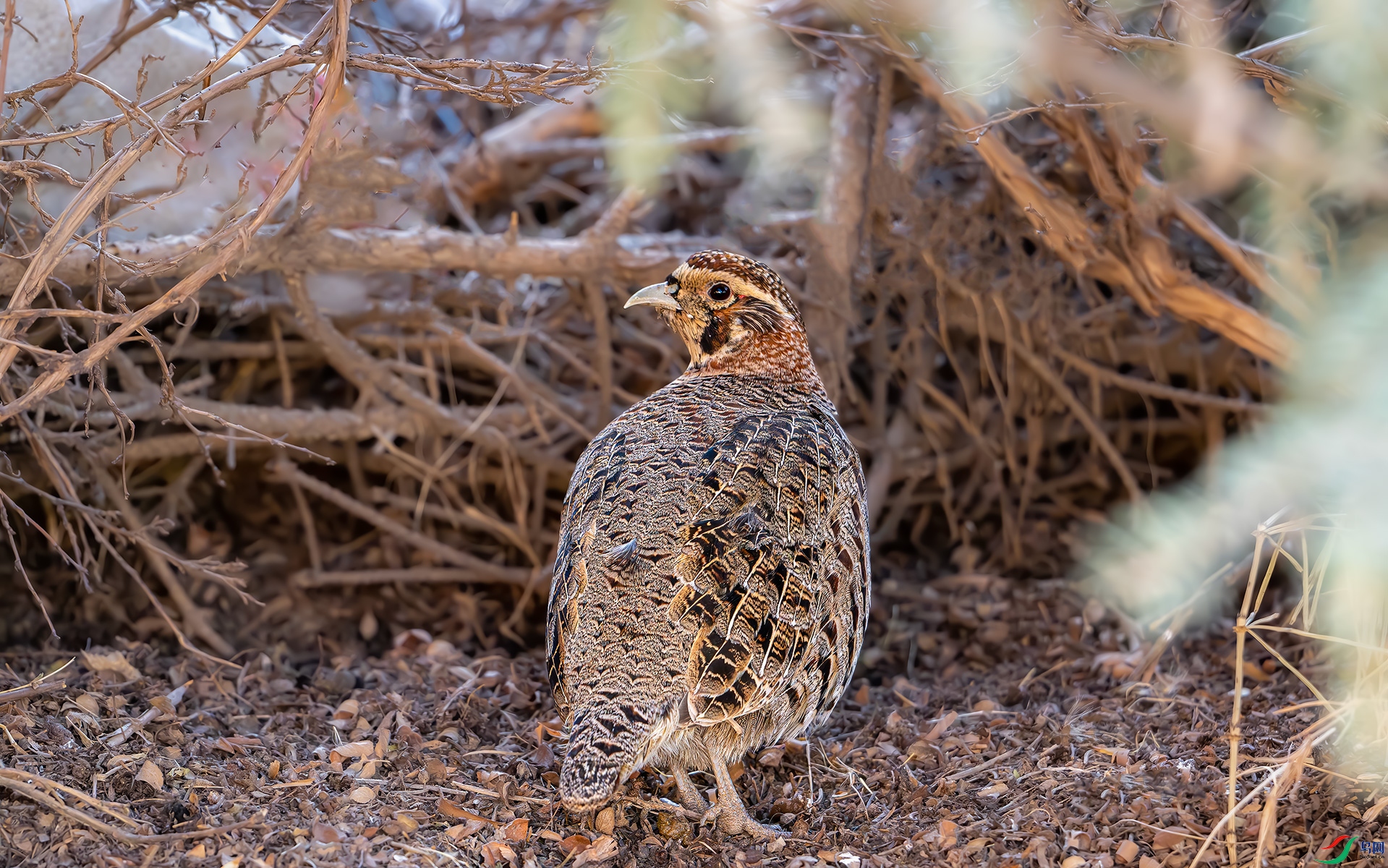 DSC_3622.jpg