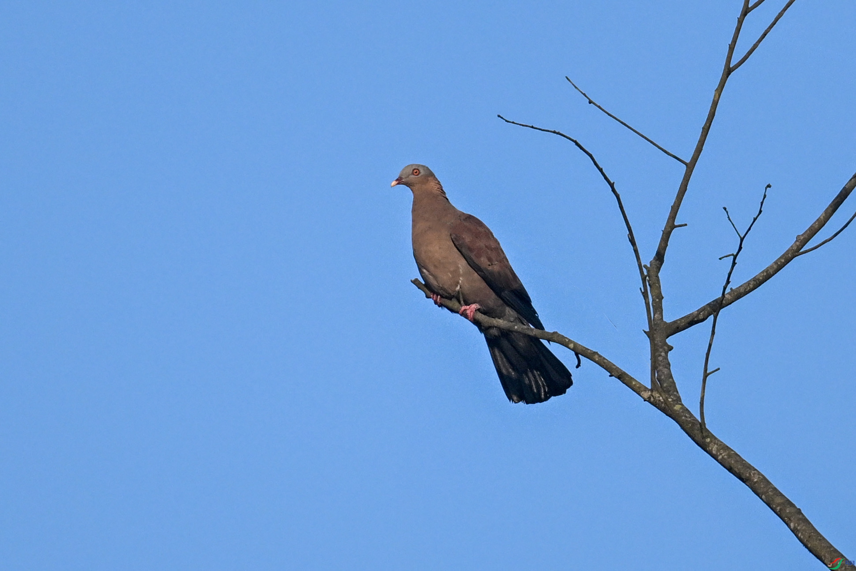 DSC_6111.JPG