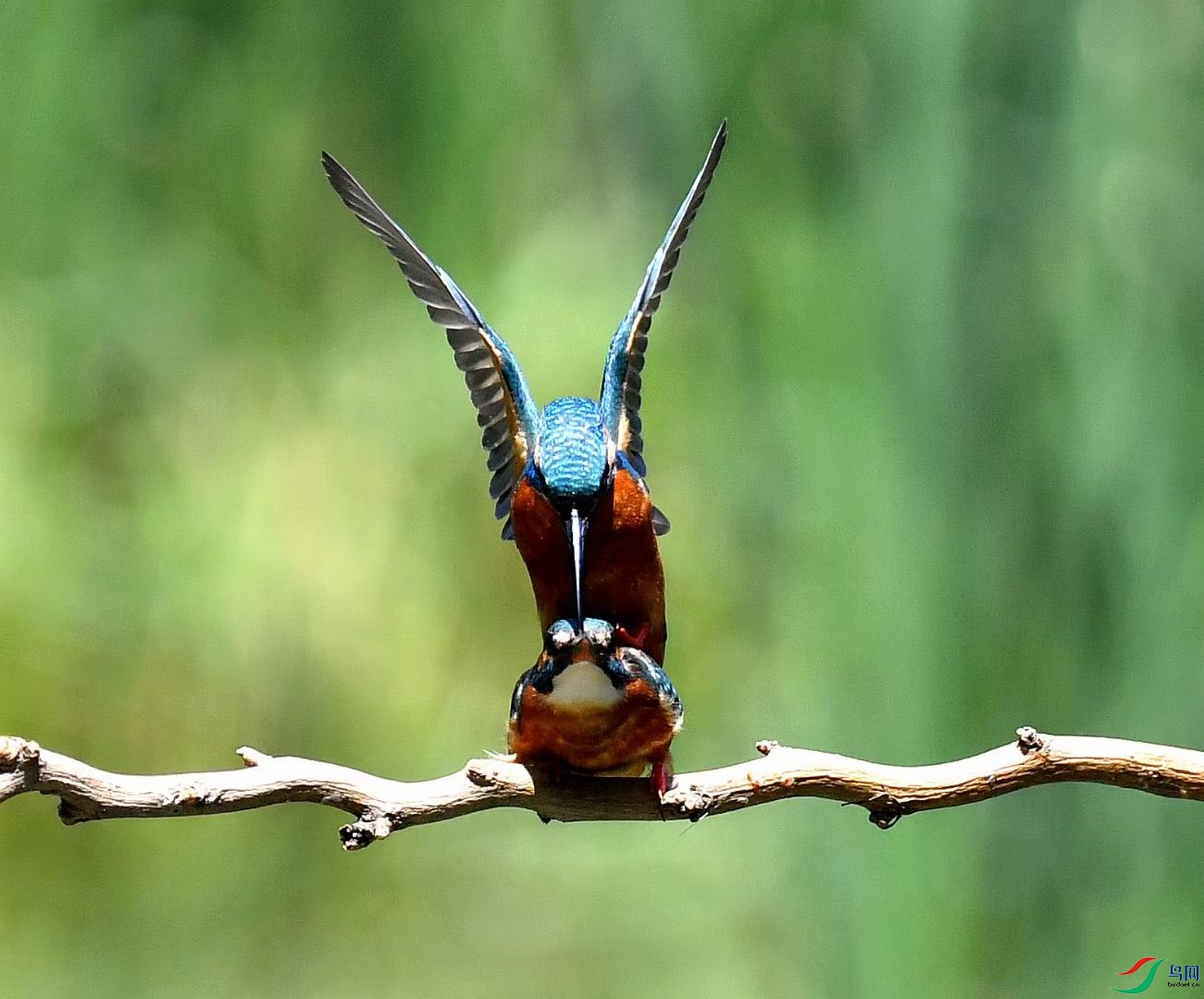 ��ľ�������