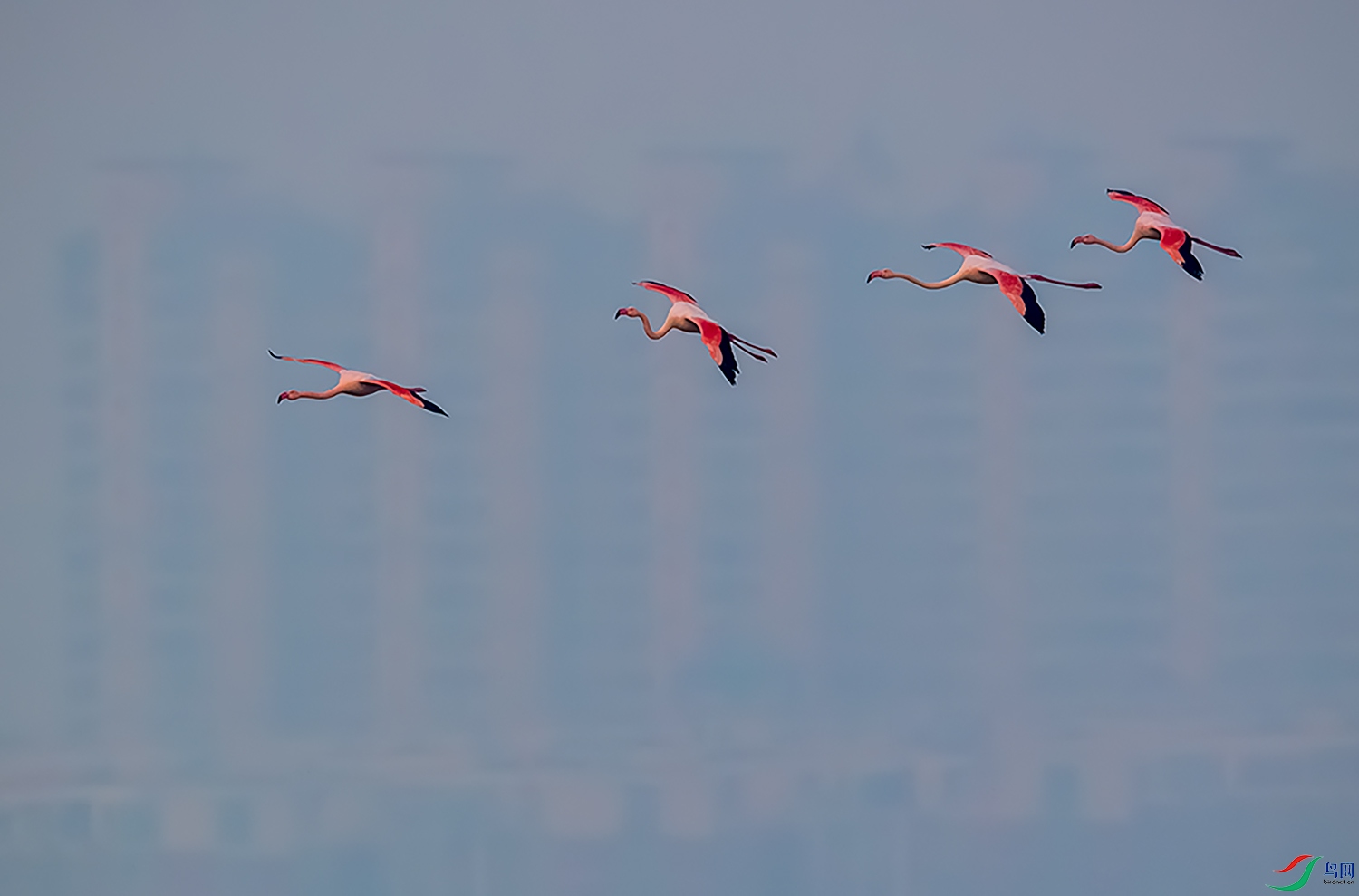 �˳�����