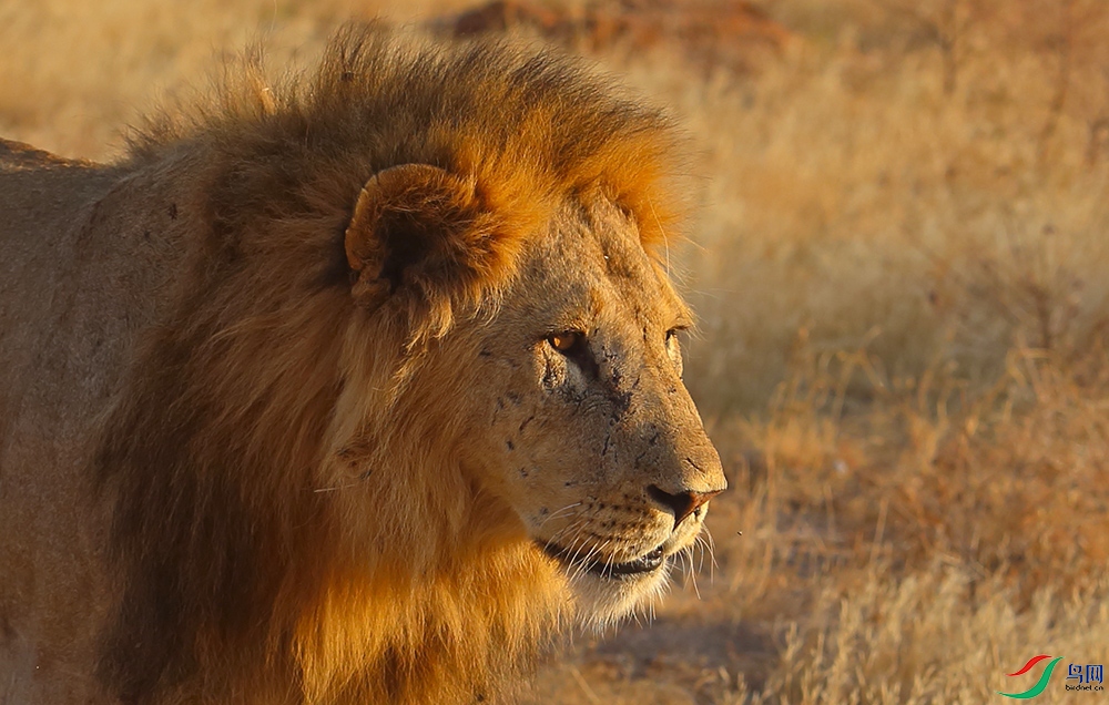 �����ޡ� ��ʨ�� (2).jpg