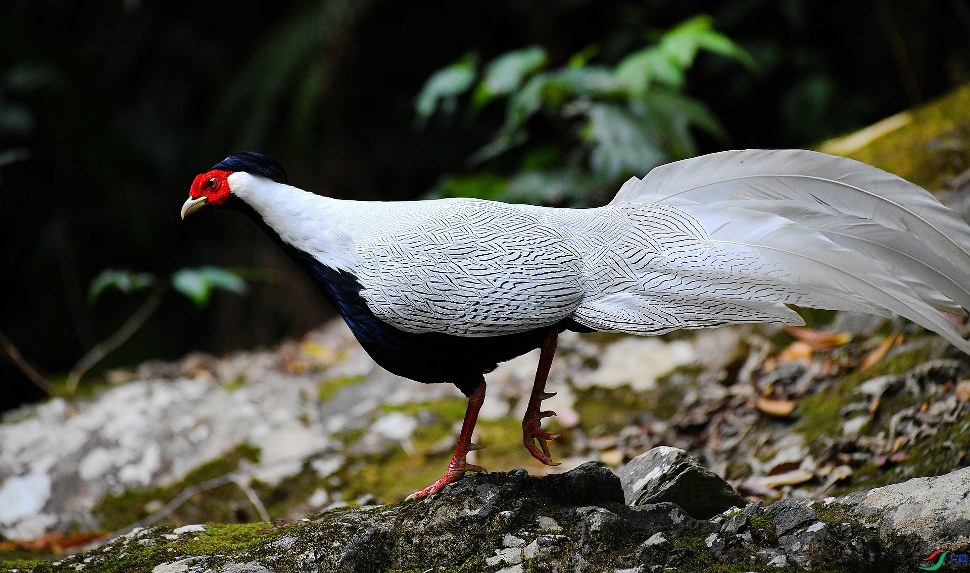DSC_7045.jpg
