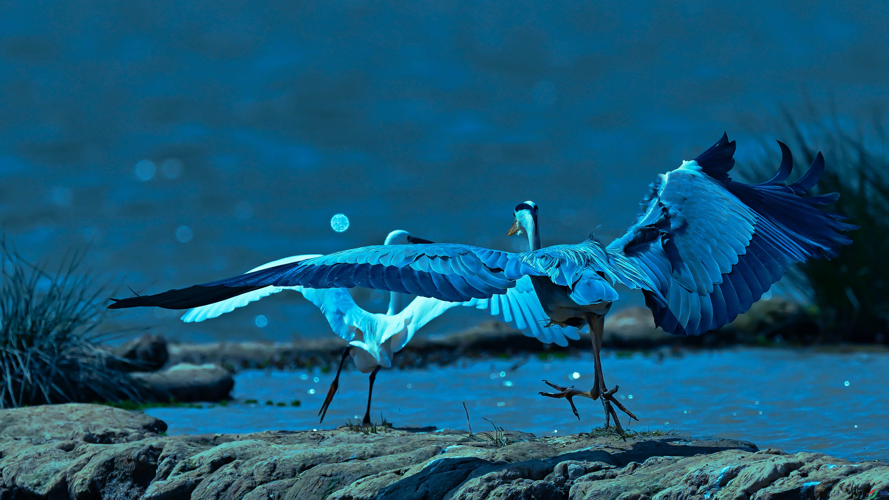 DSC_0564.jpg