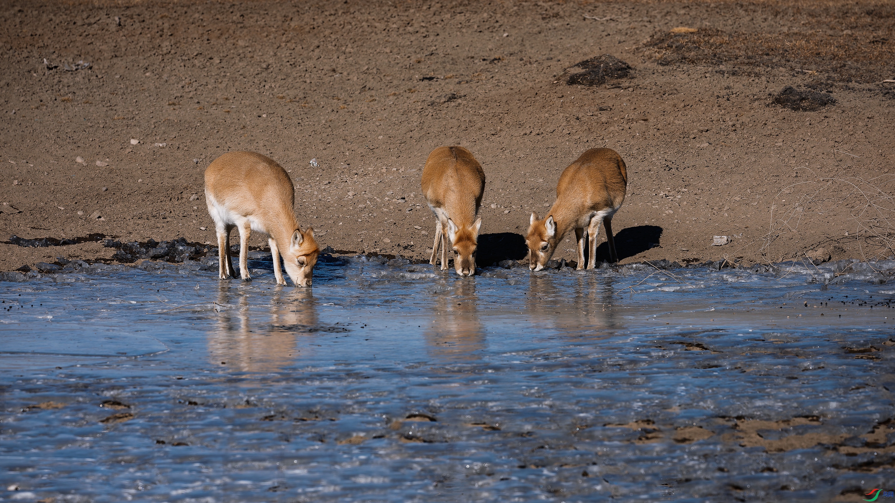 ����ˮ������ԭ�硷