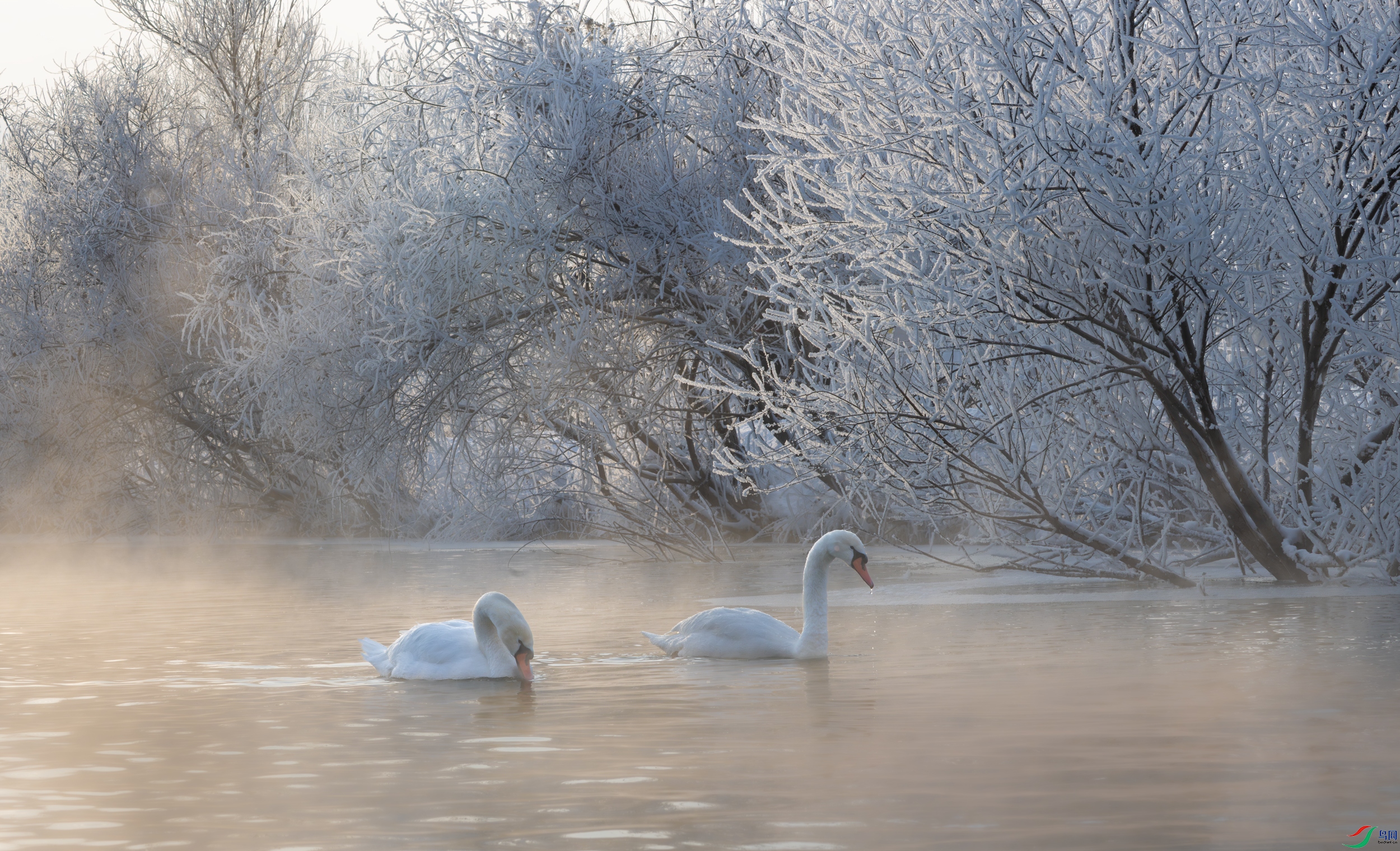 DSC_3638-����ǿ-NR-11.jpg