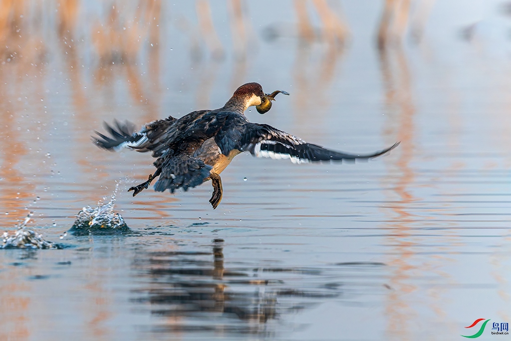 hbps260105 (438)_DxO.jpg