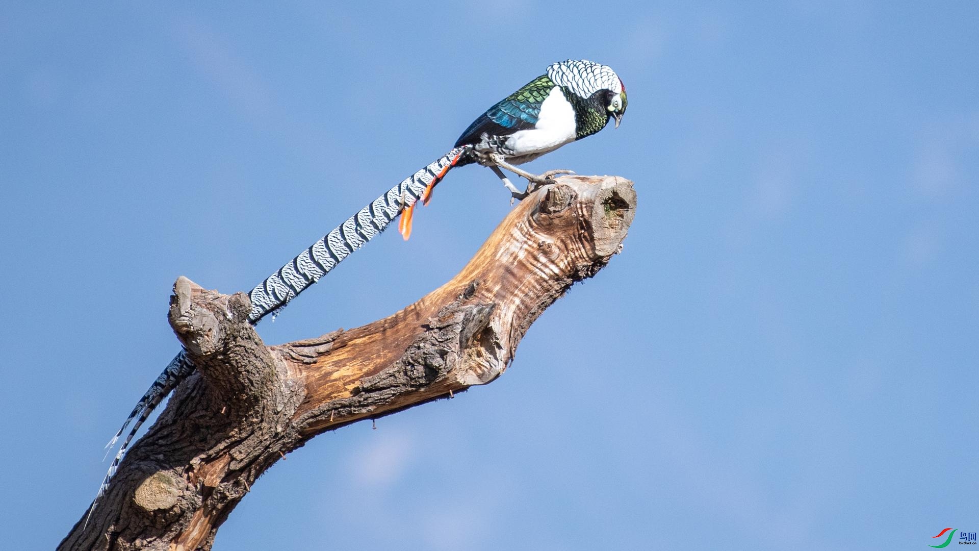 WGB_2416 ����.jpg