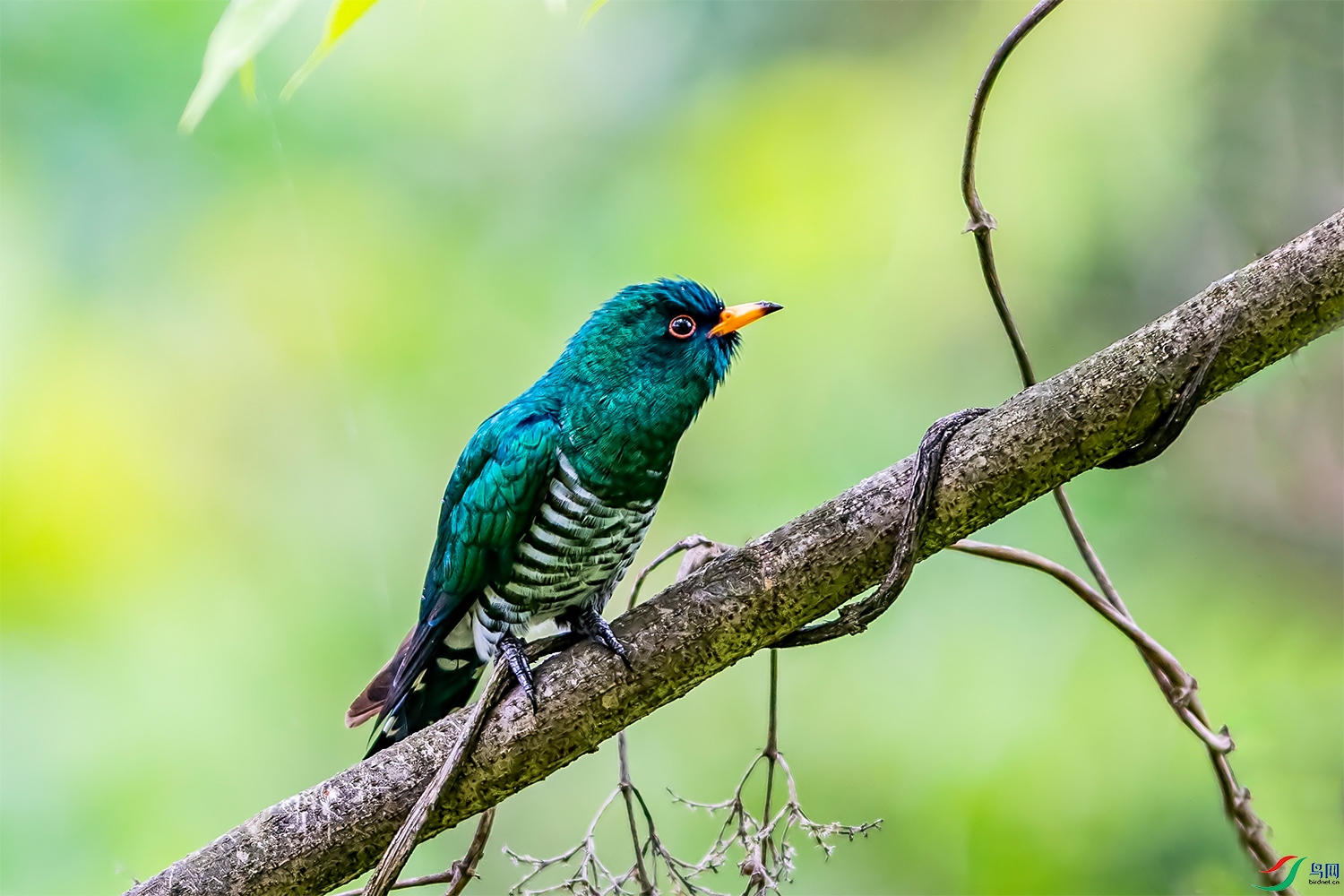 DSC_1800.jpg