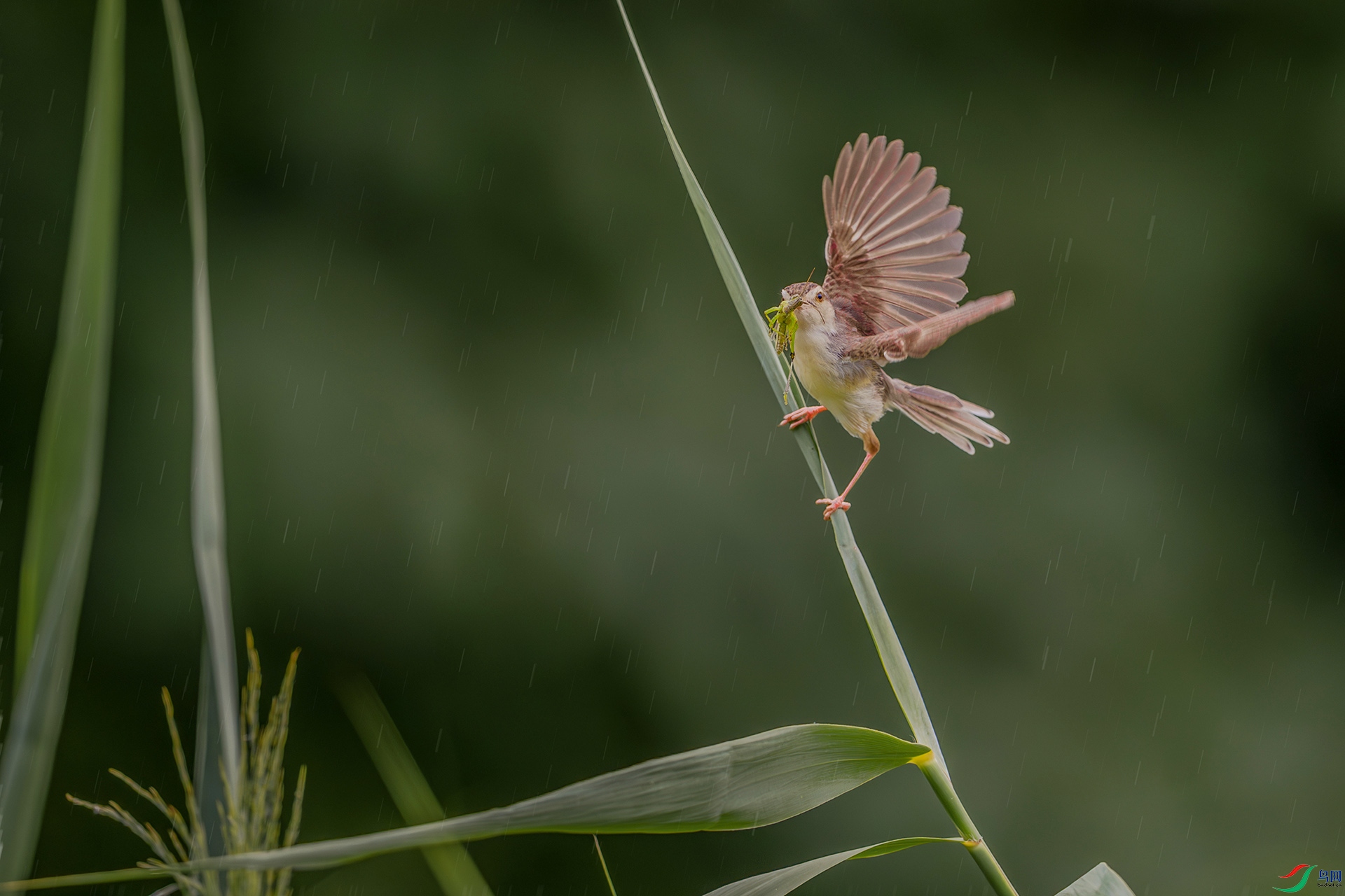 _A3A9947-1ab.jpg