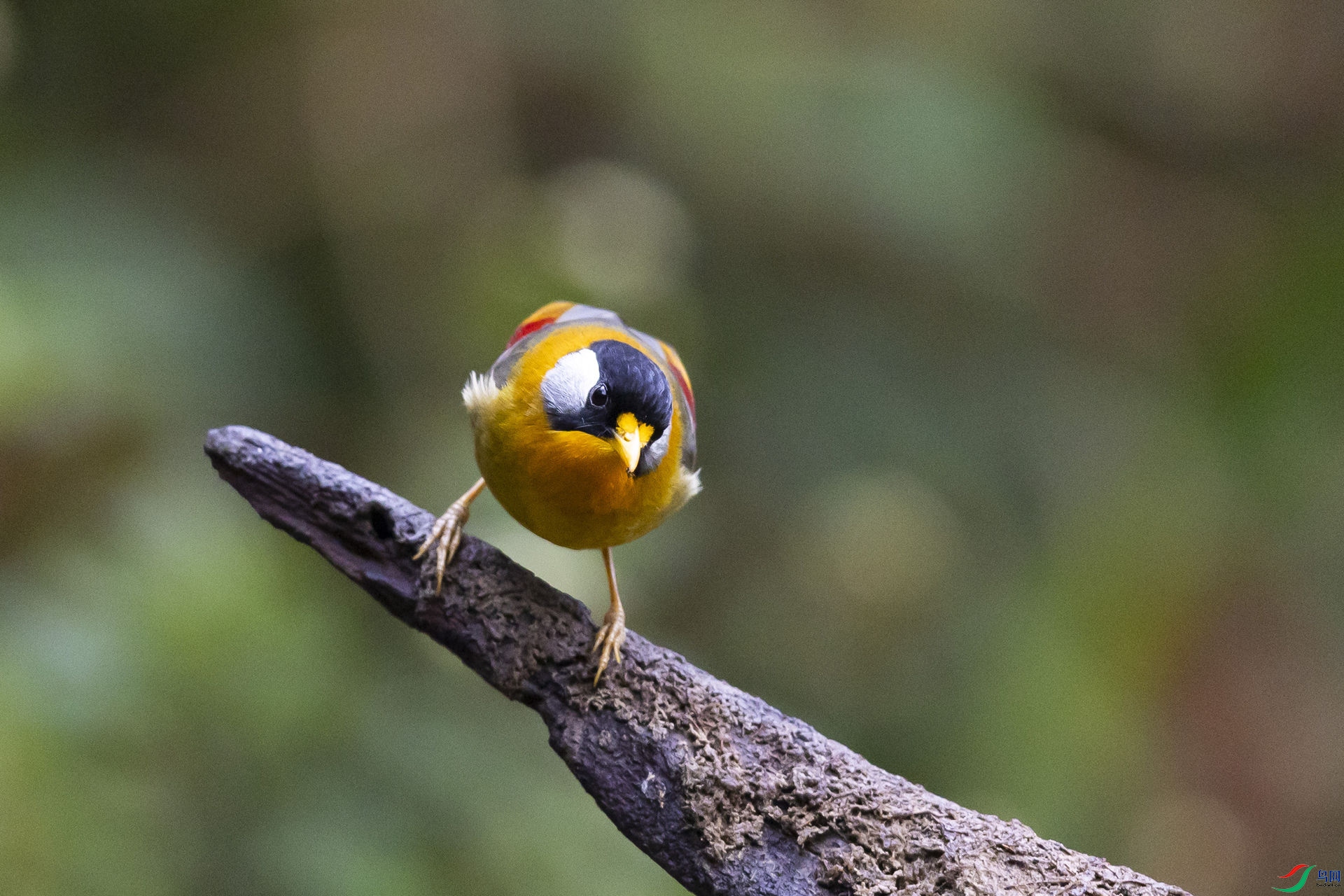 ������˼