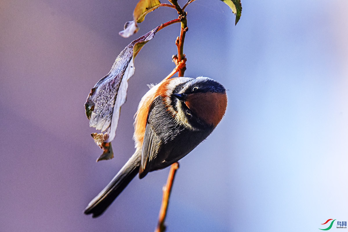 DSC_6249.jpg
