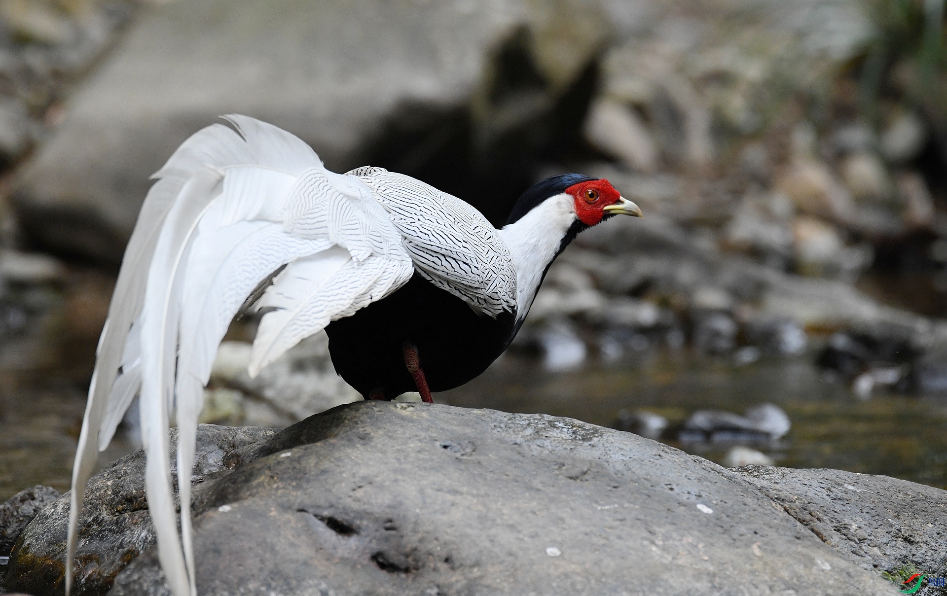 DSC_0511.jpg