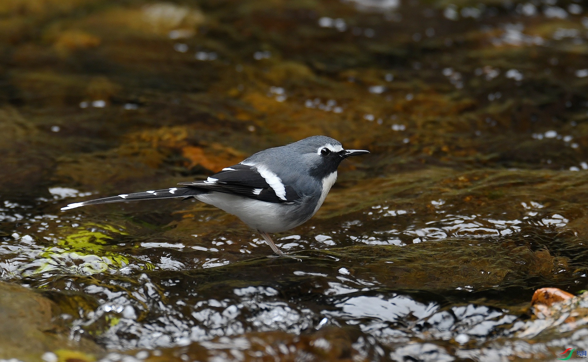 DSC_0437.jpg