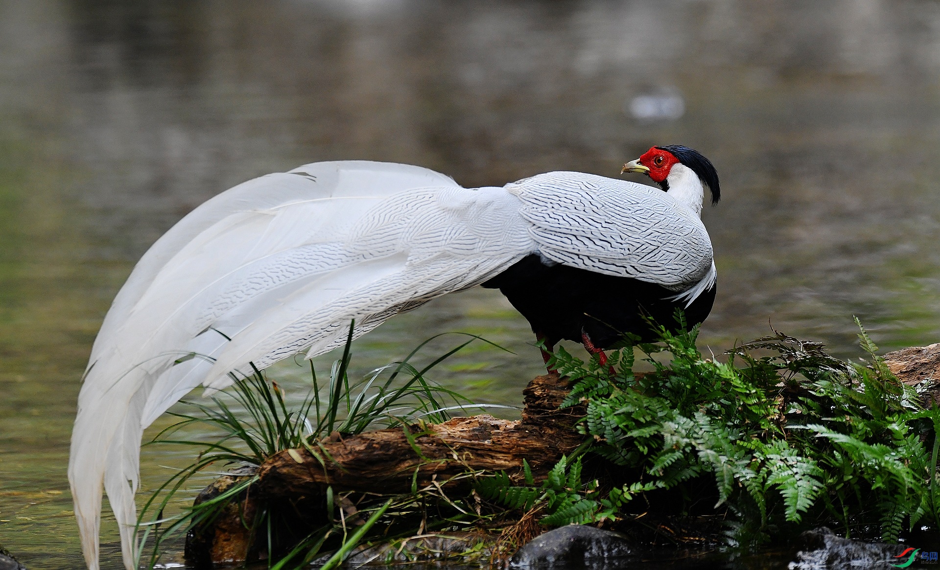 DSC_0675.jpg