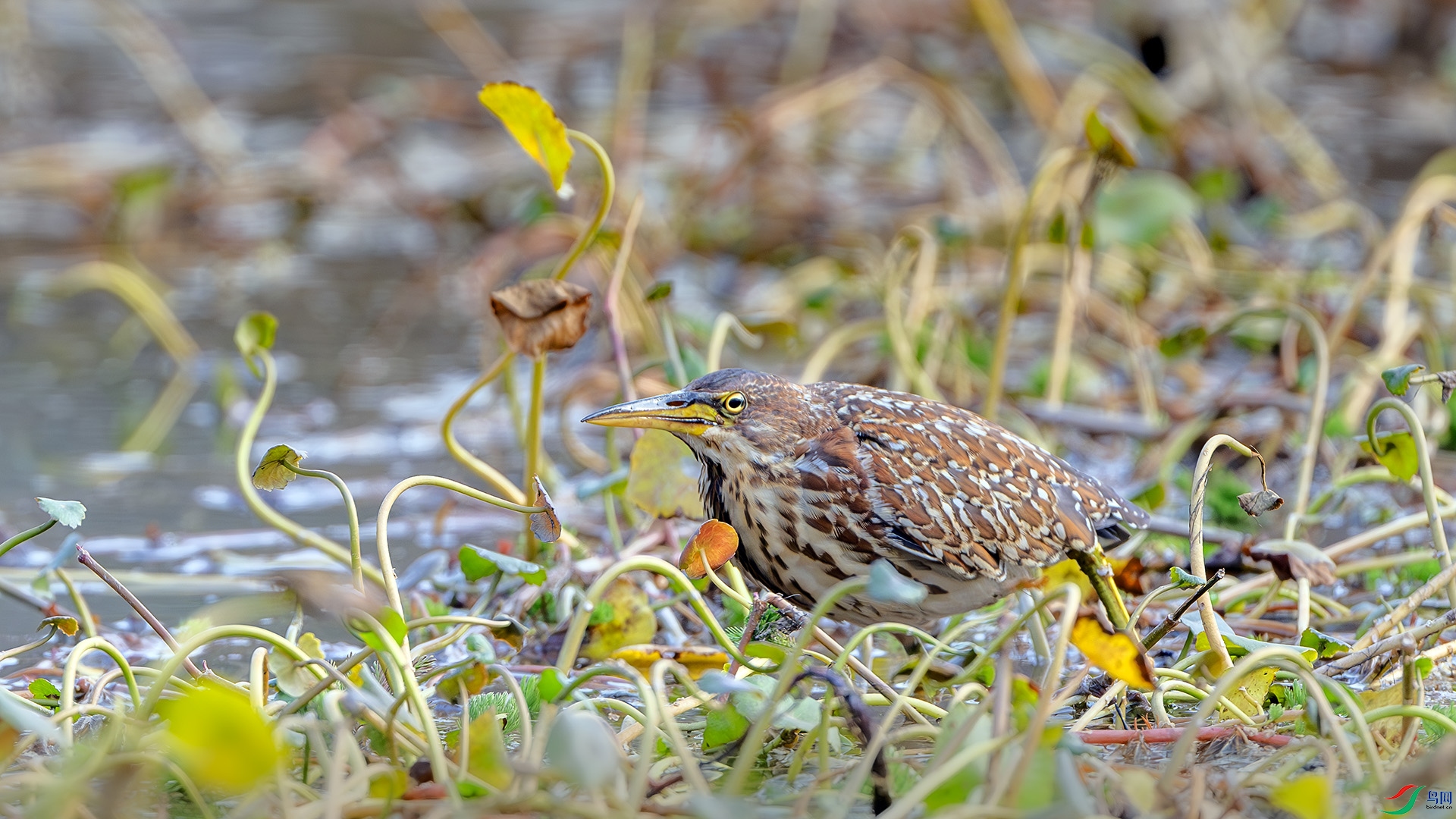 DSC_4663-����ǿ-NR ����.jpg