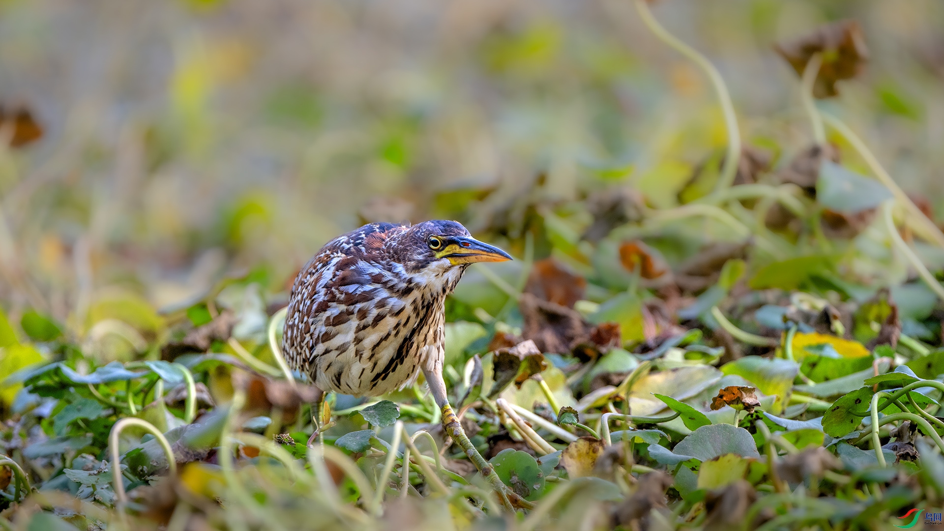 DSC_4685 ����.jpg