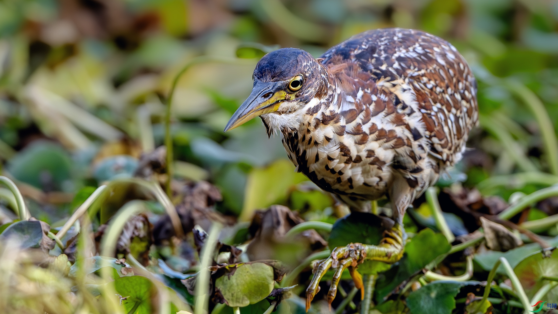 DSC_4708-����ǿ-NR ����.jpg