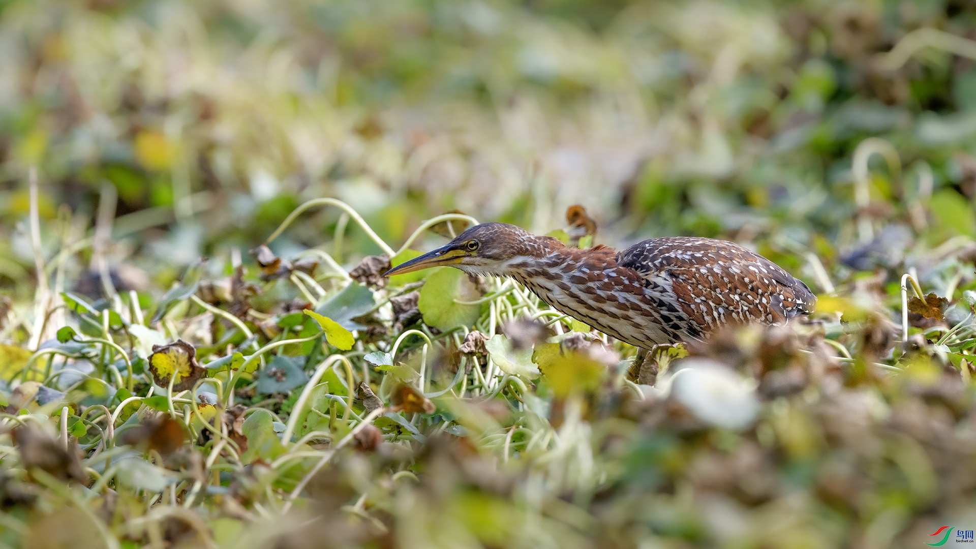 DSC_4728 ����.jpg