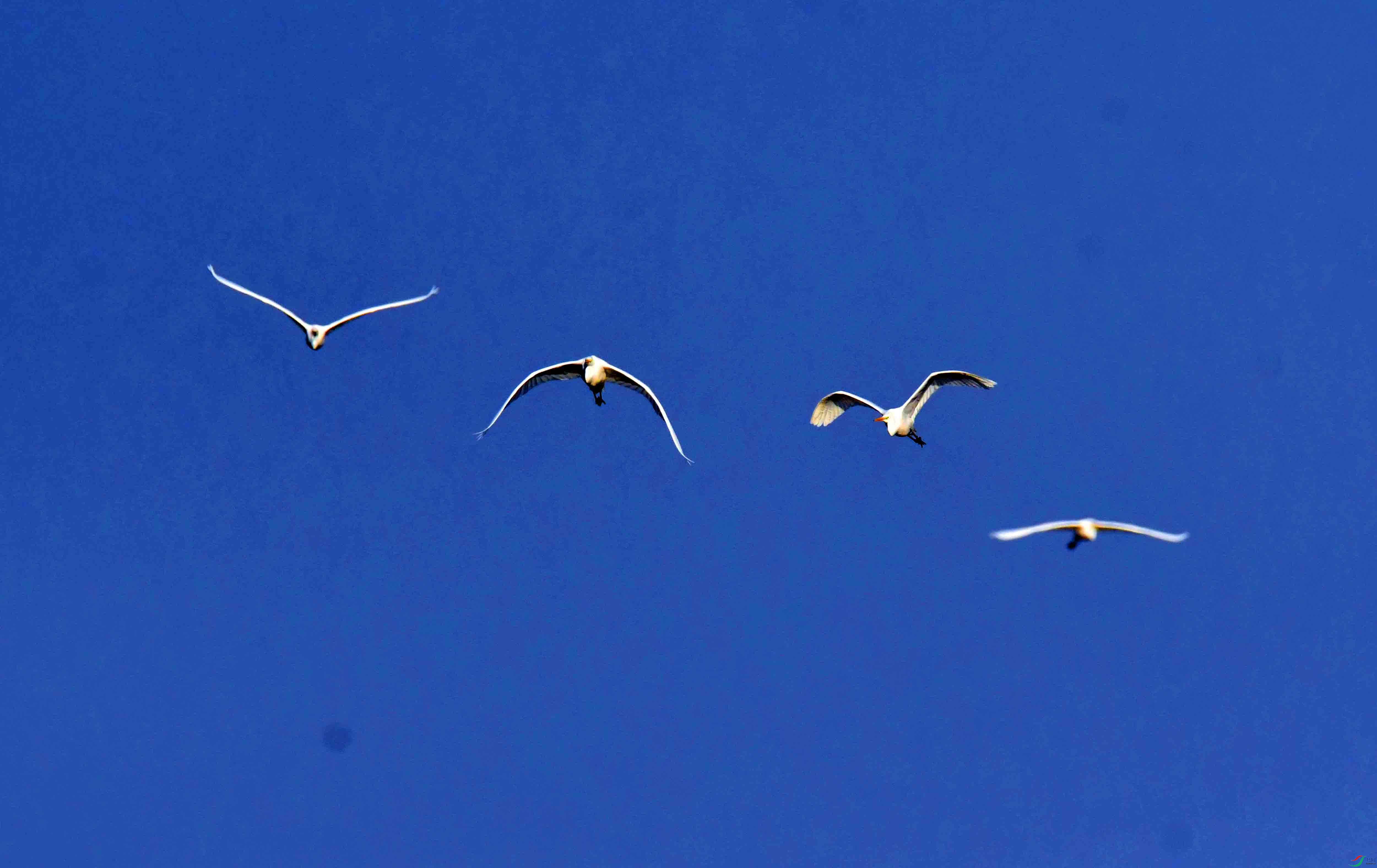 DSC_1853.JPG