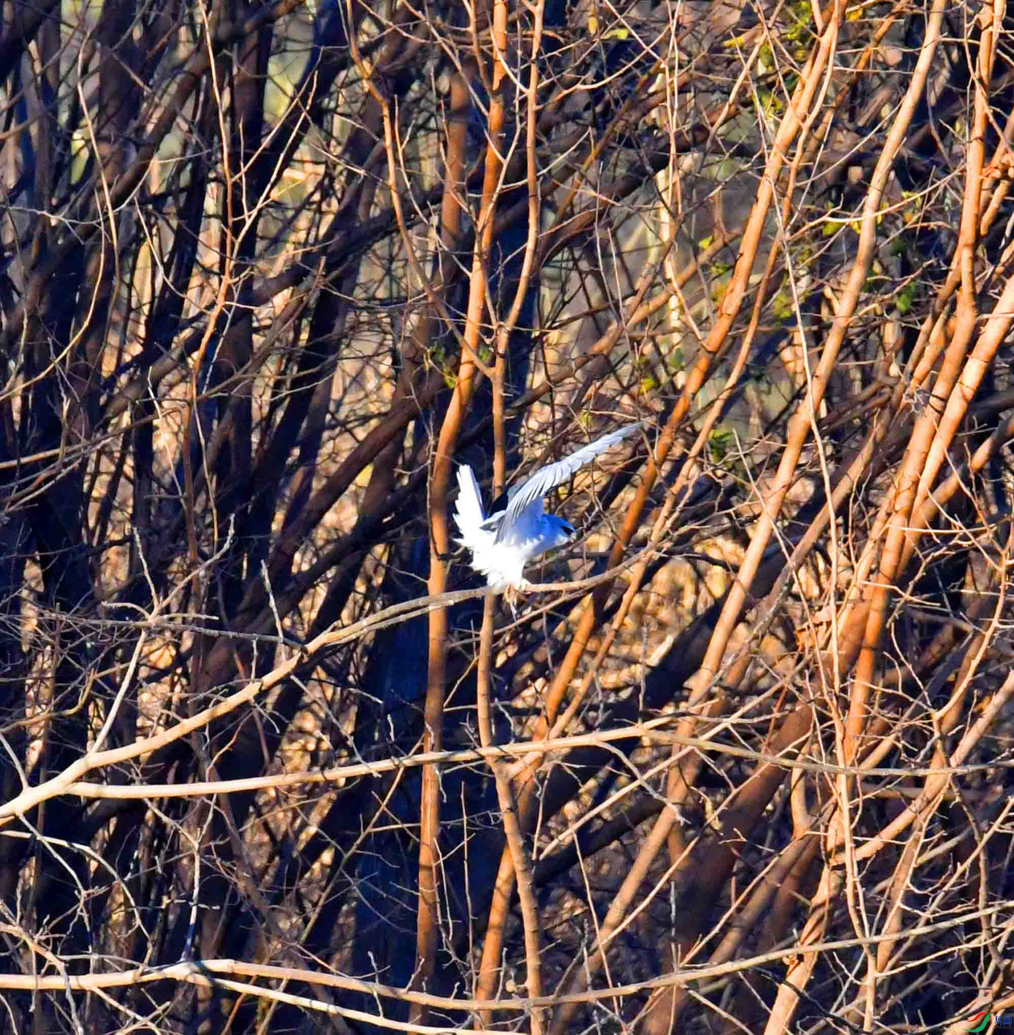 DSC_1542.JPG