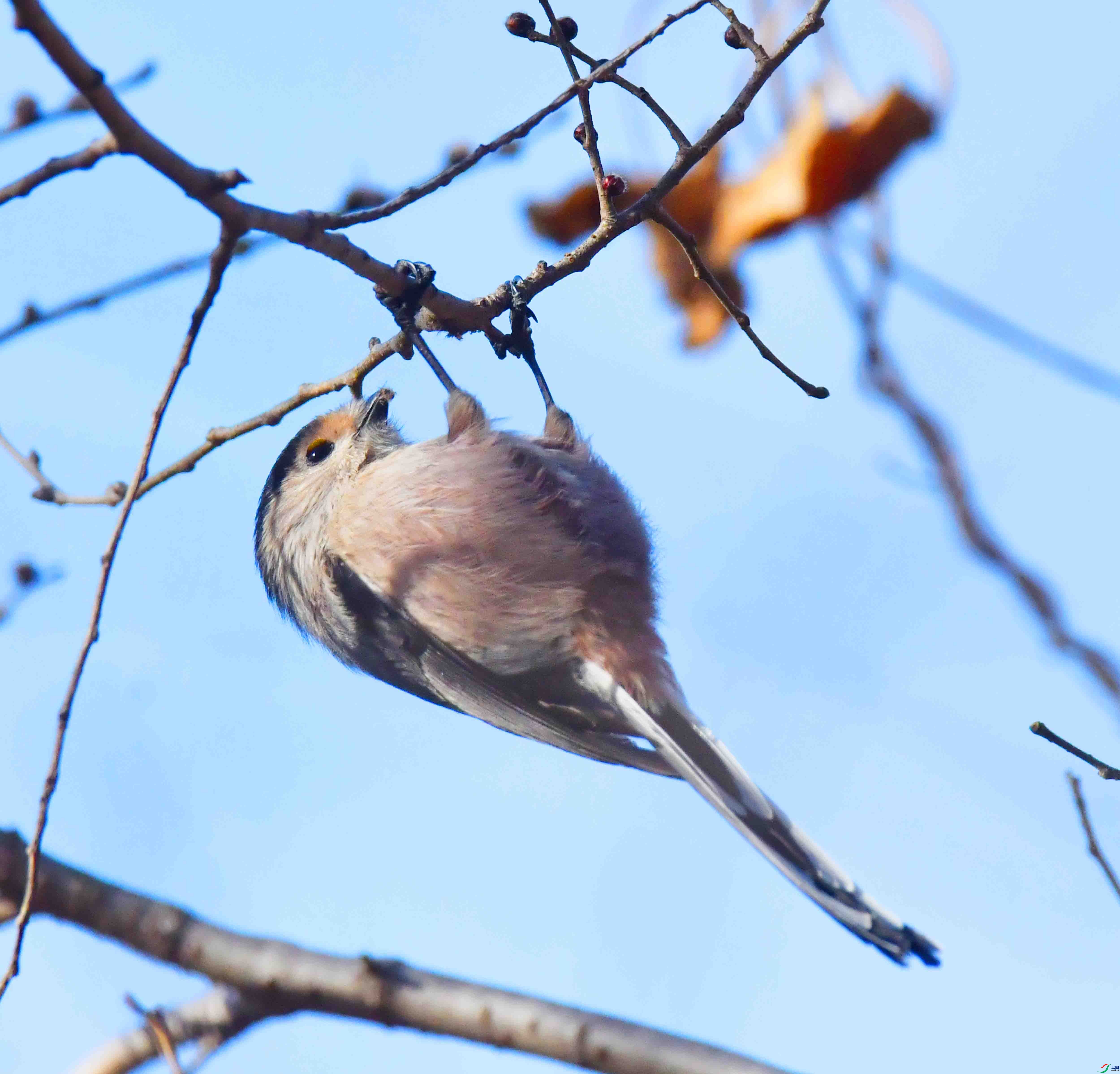 DSC_1758.JPG