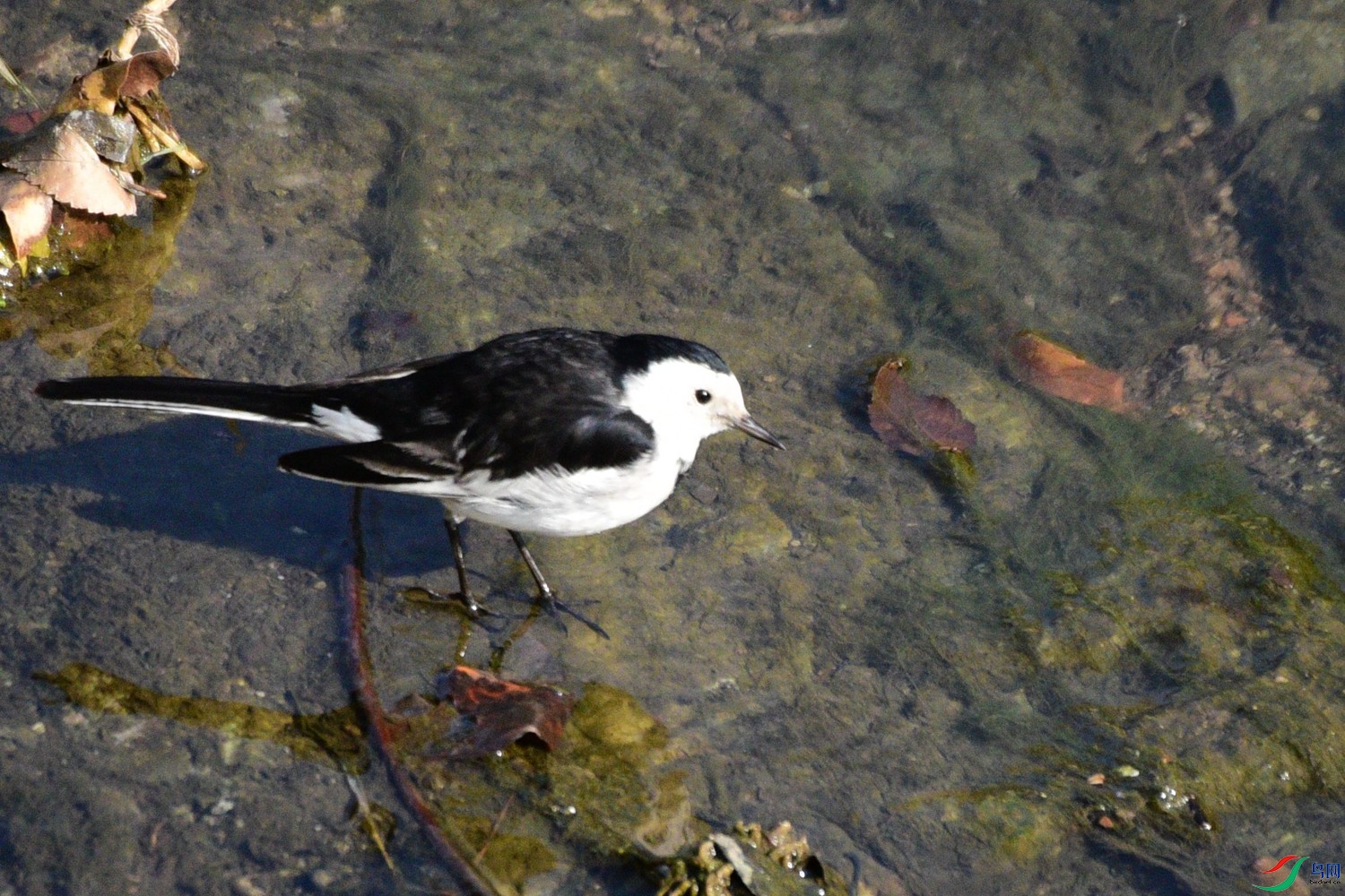 DSC_3918.JPG
