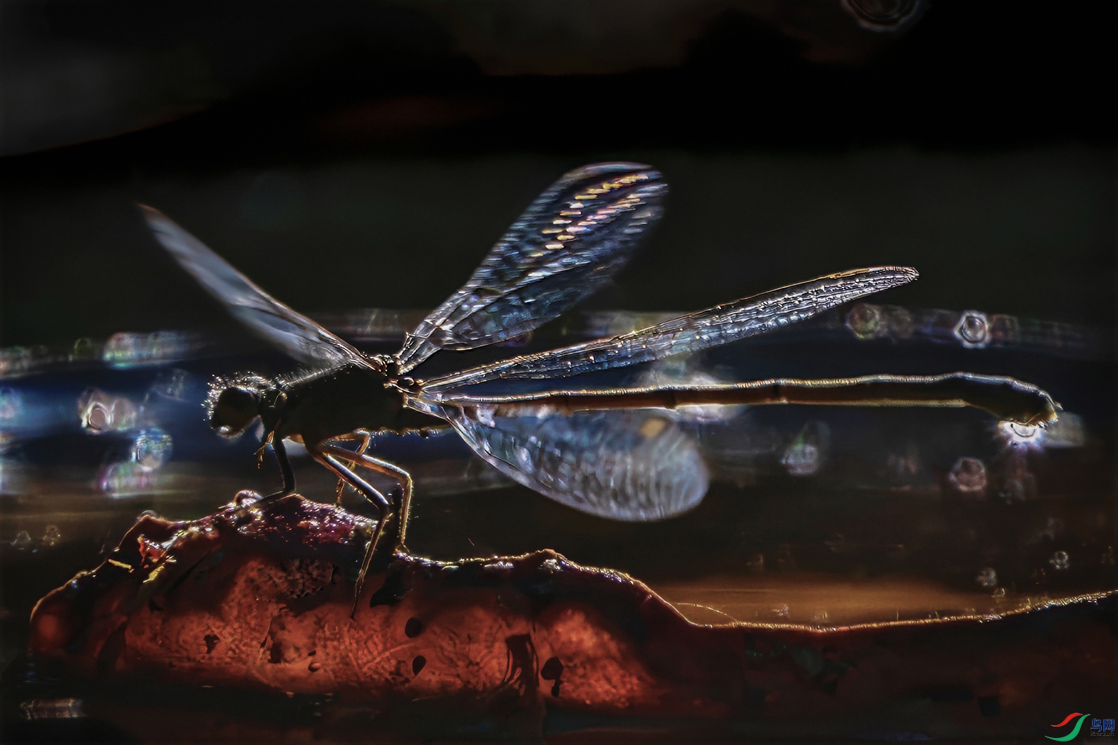 �����ڰ��ް�������ֲ��԰��