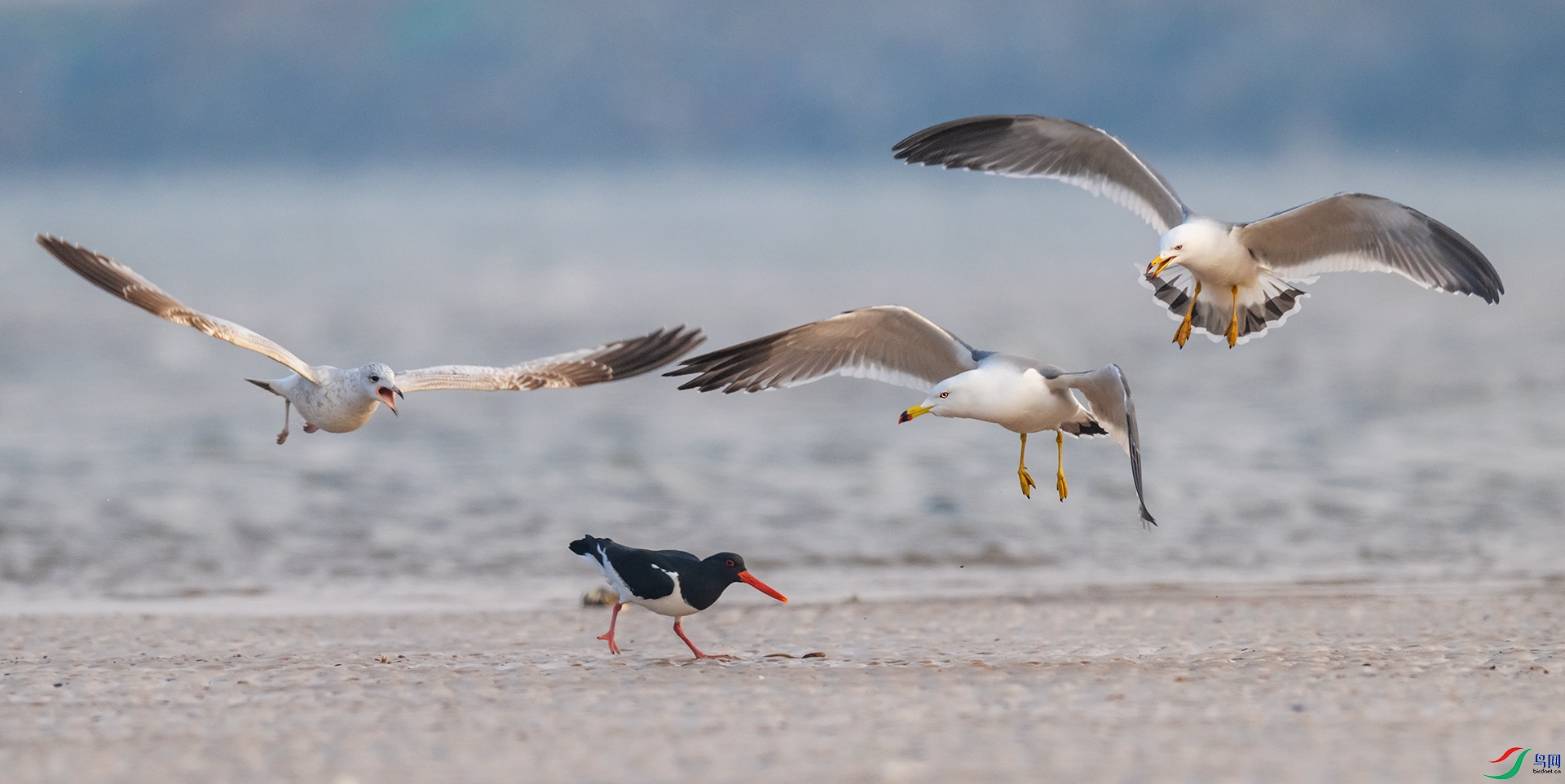 ��Ÿ������