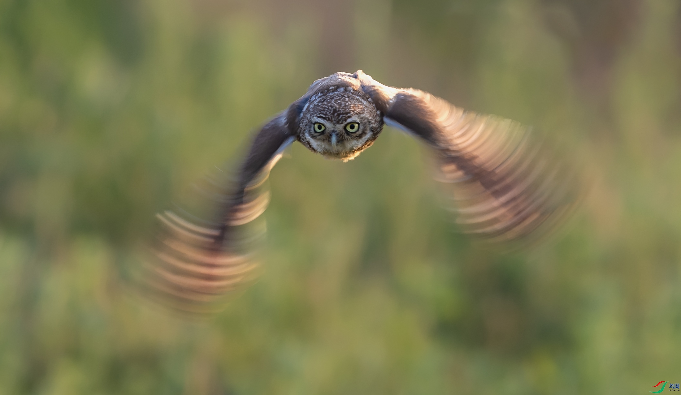 ���Ƹ�С�^