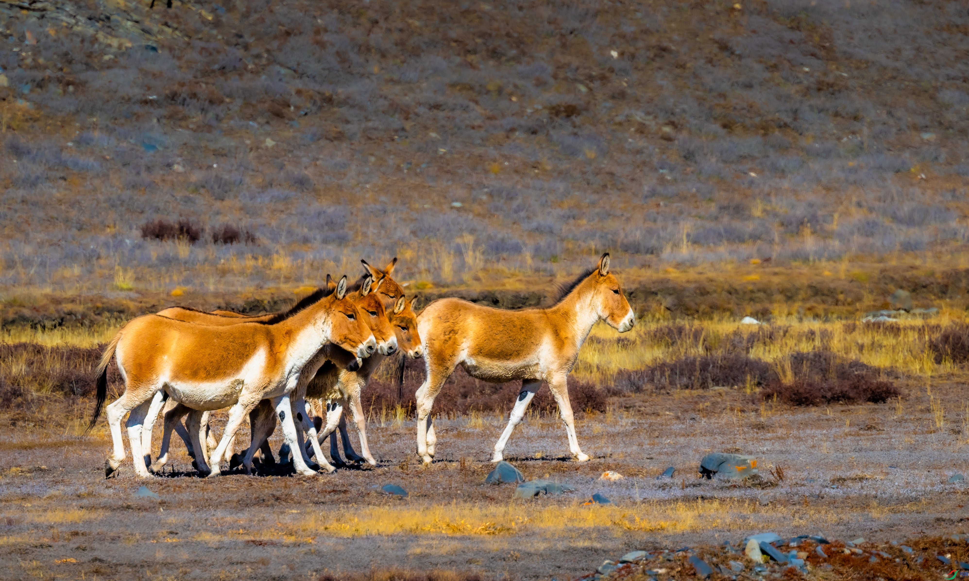 DSC_0606_1.jpg