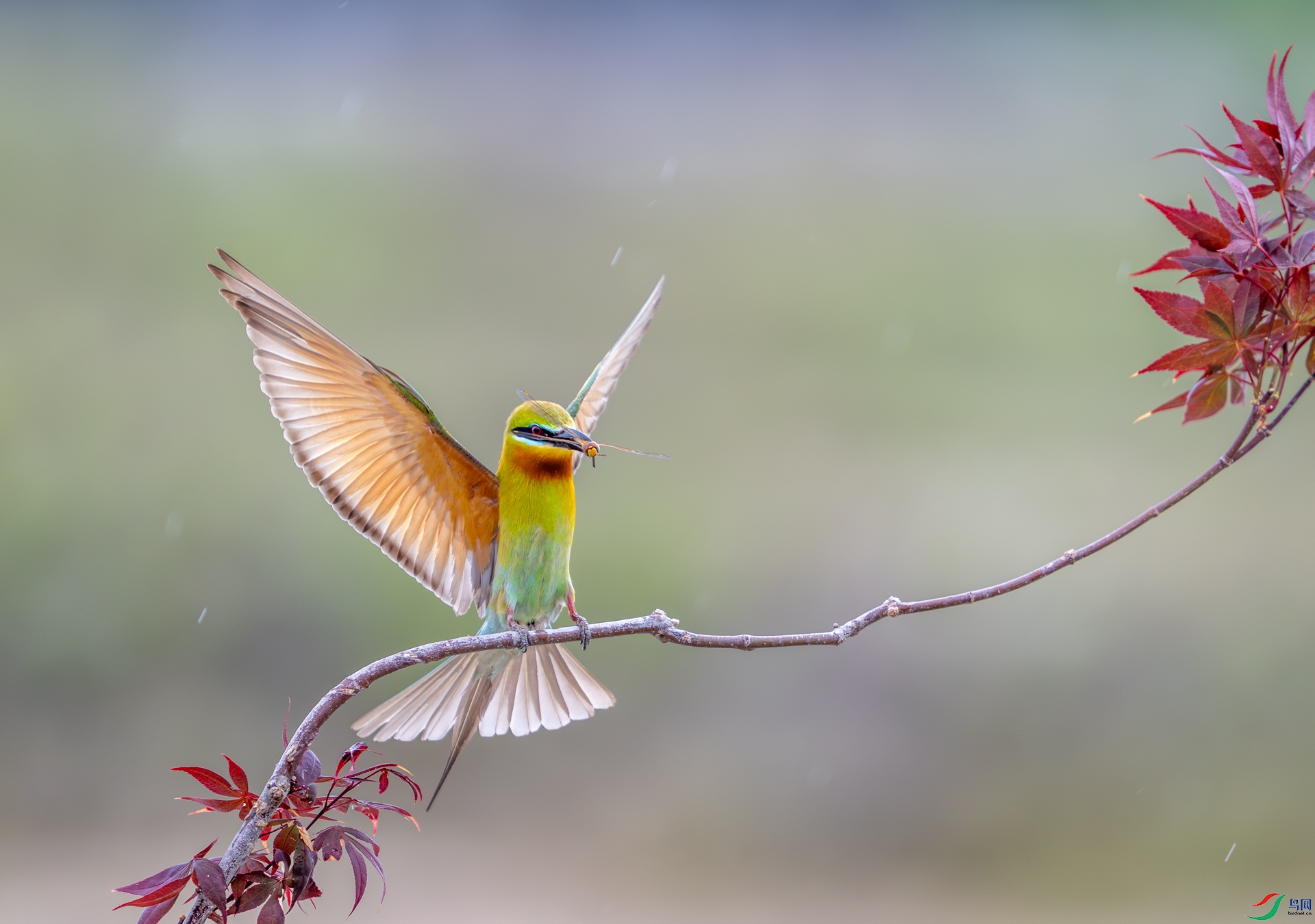 DSC_9290-1.jpg