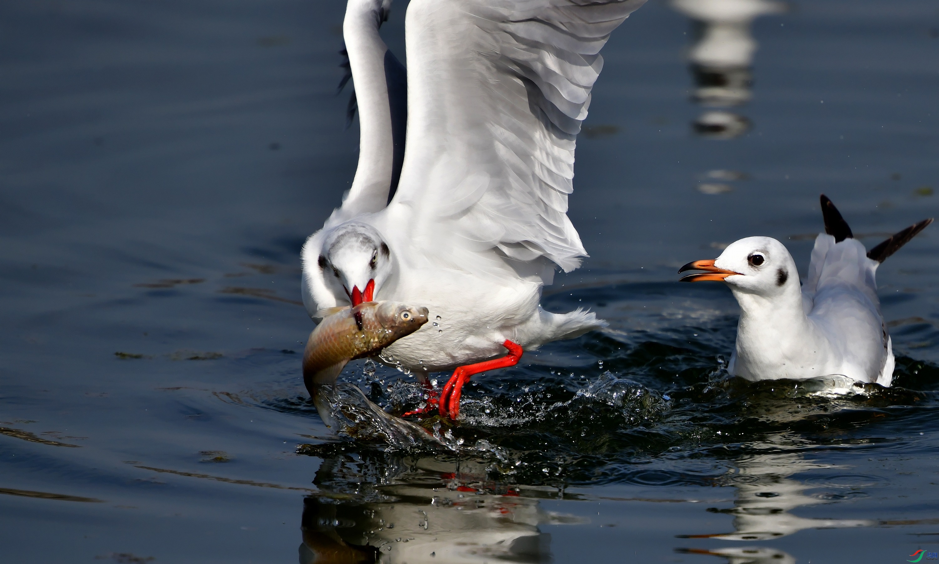 DSC_7430_conew3.jpg