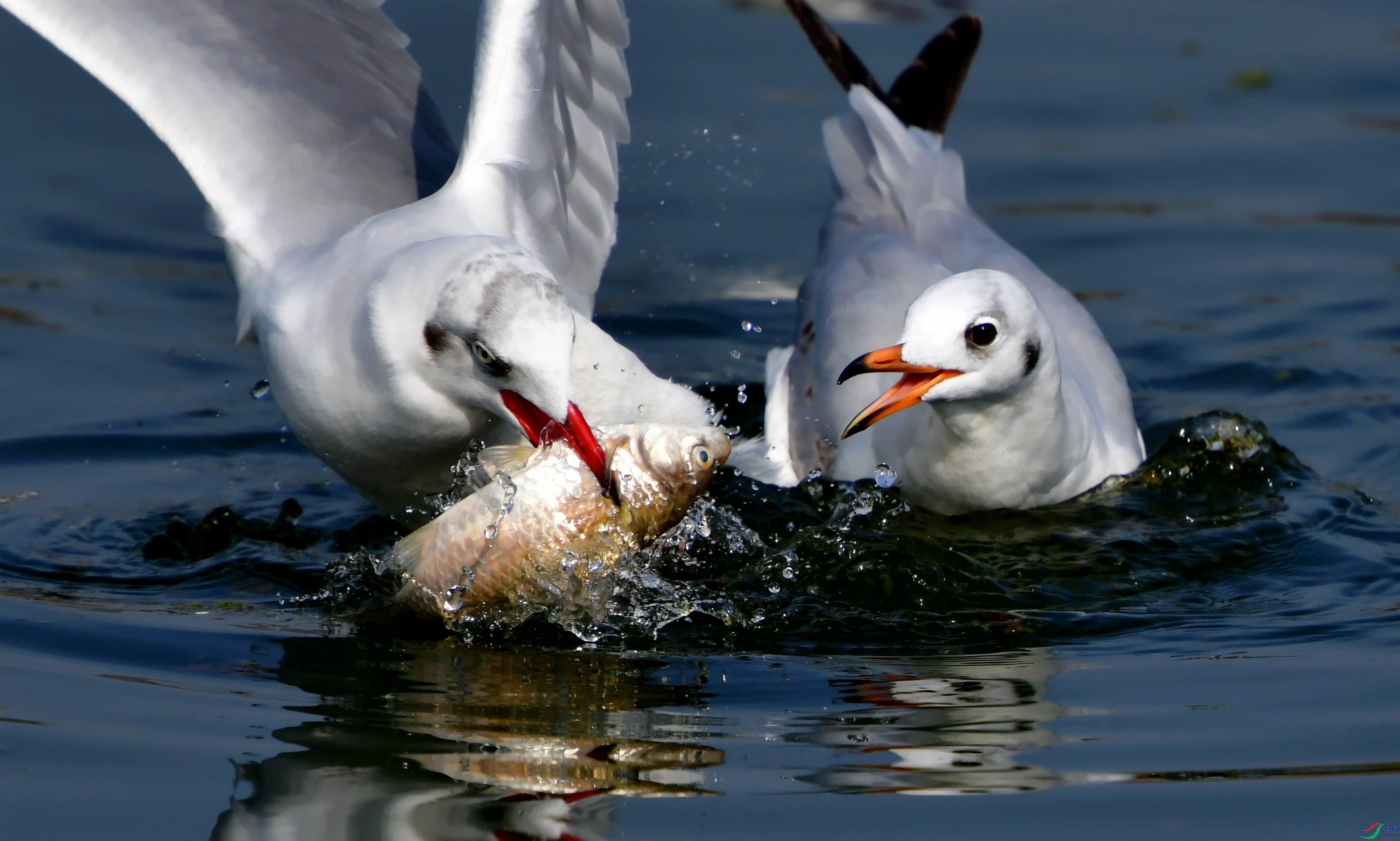 DSC_7429_conew3.jpg