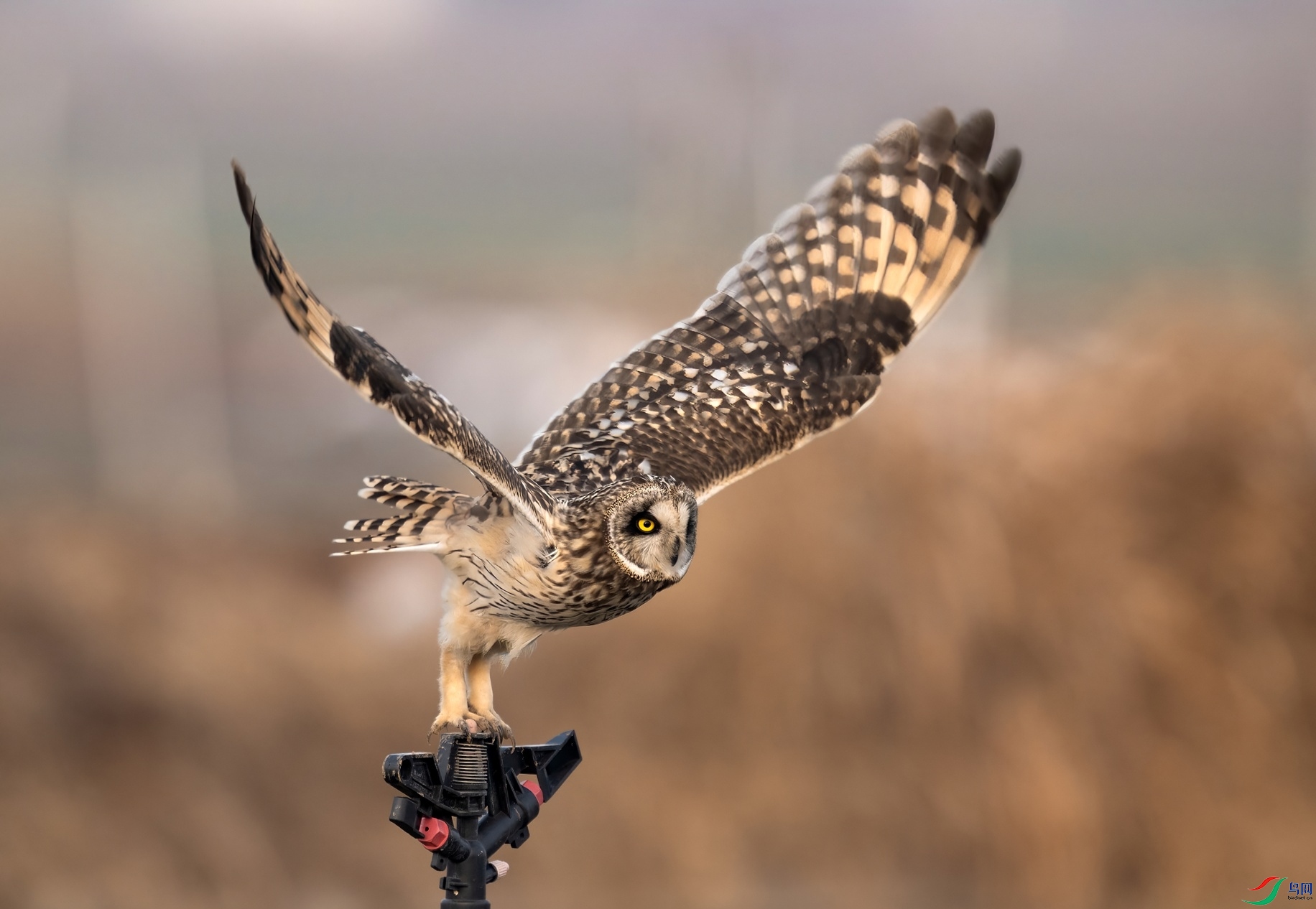 _DSC8933 ����-01-01.jpeg