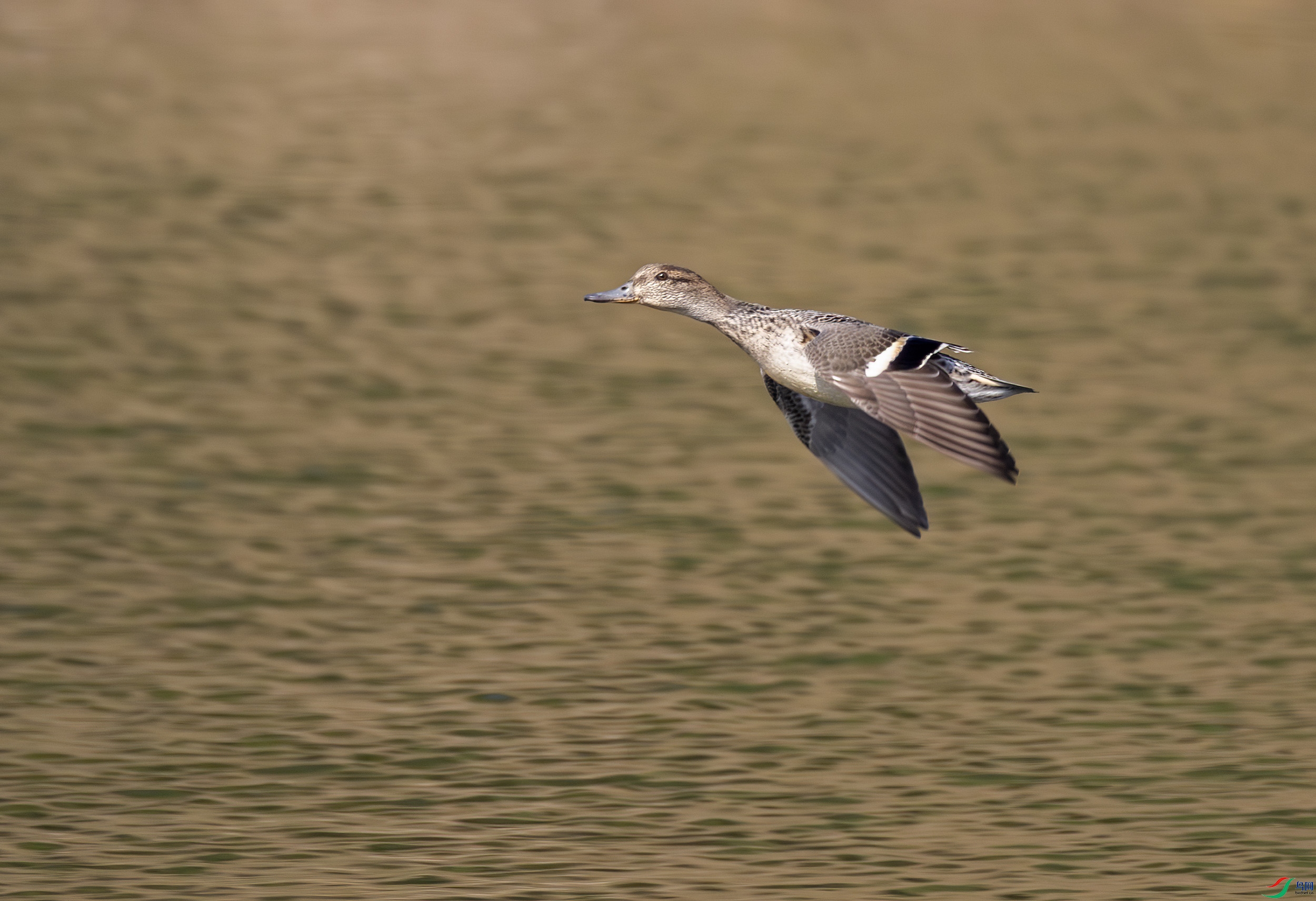 G47A2765-����ǿ-NR ����.jpg