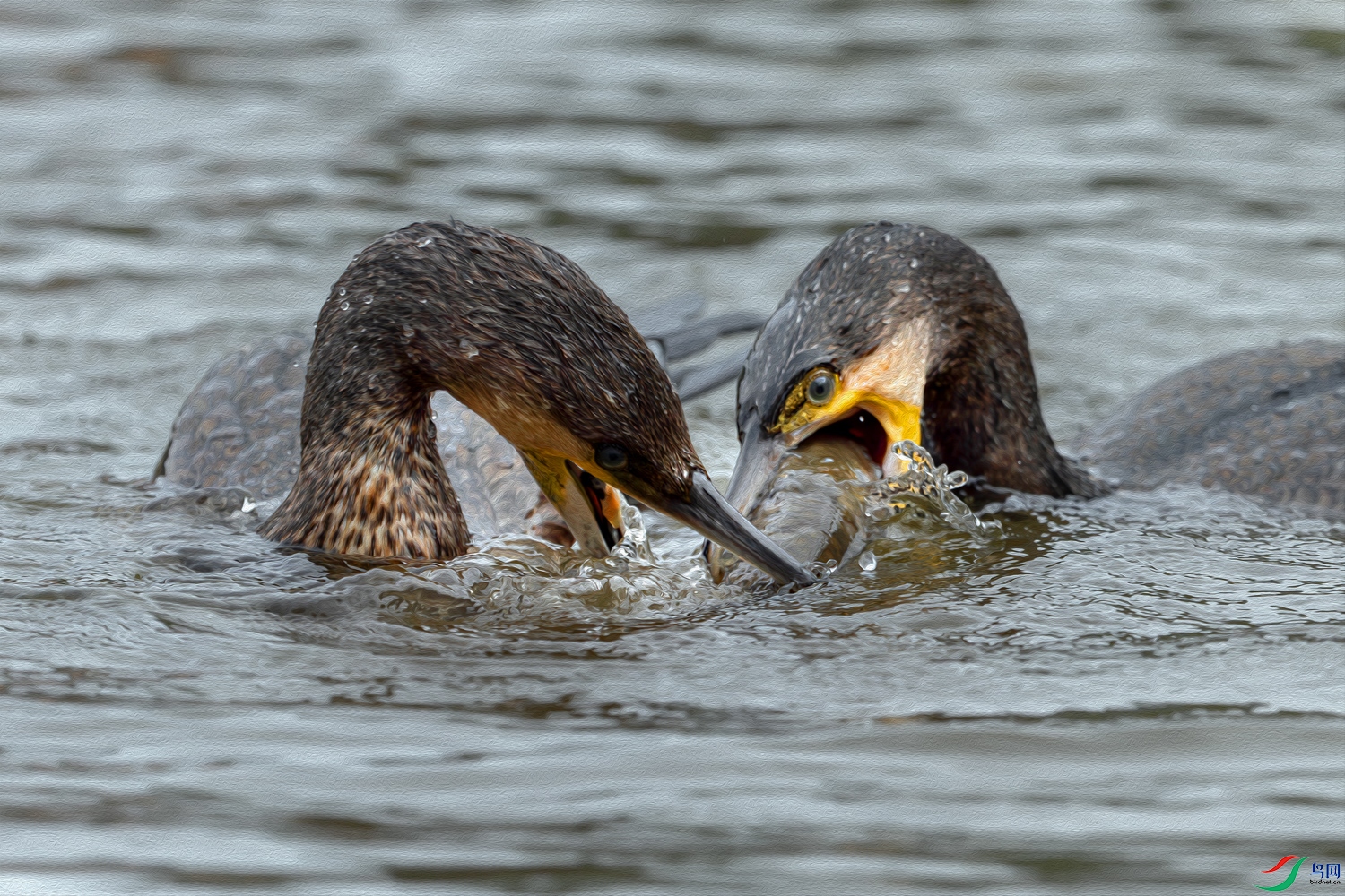 3Z6A0056-����ǿ-NR ���� 2.jpg