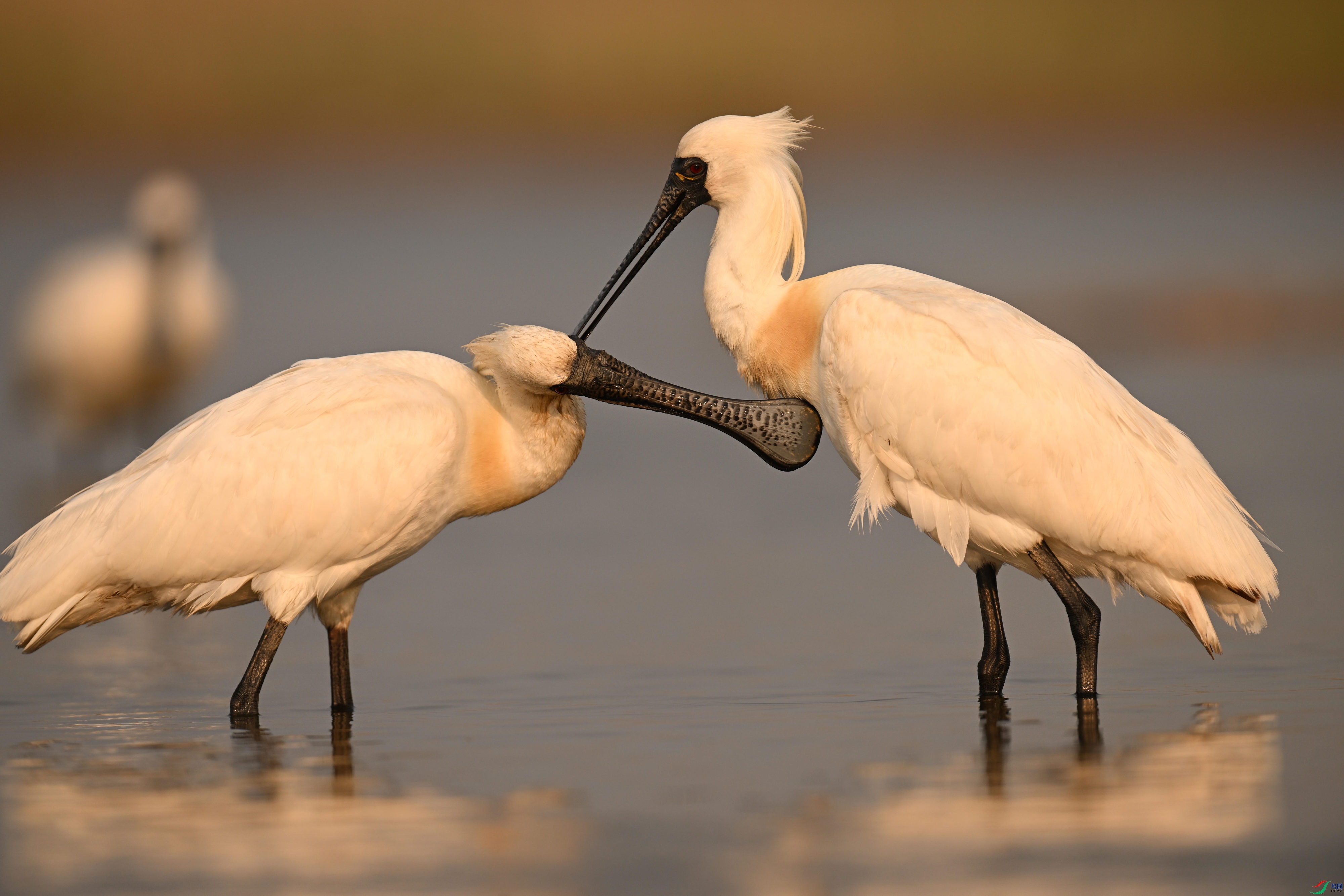 �������� (13).jpg