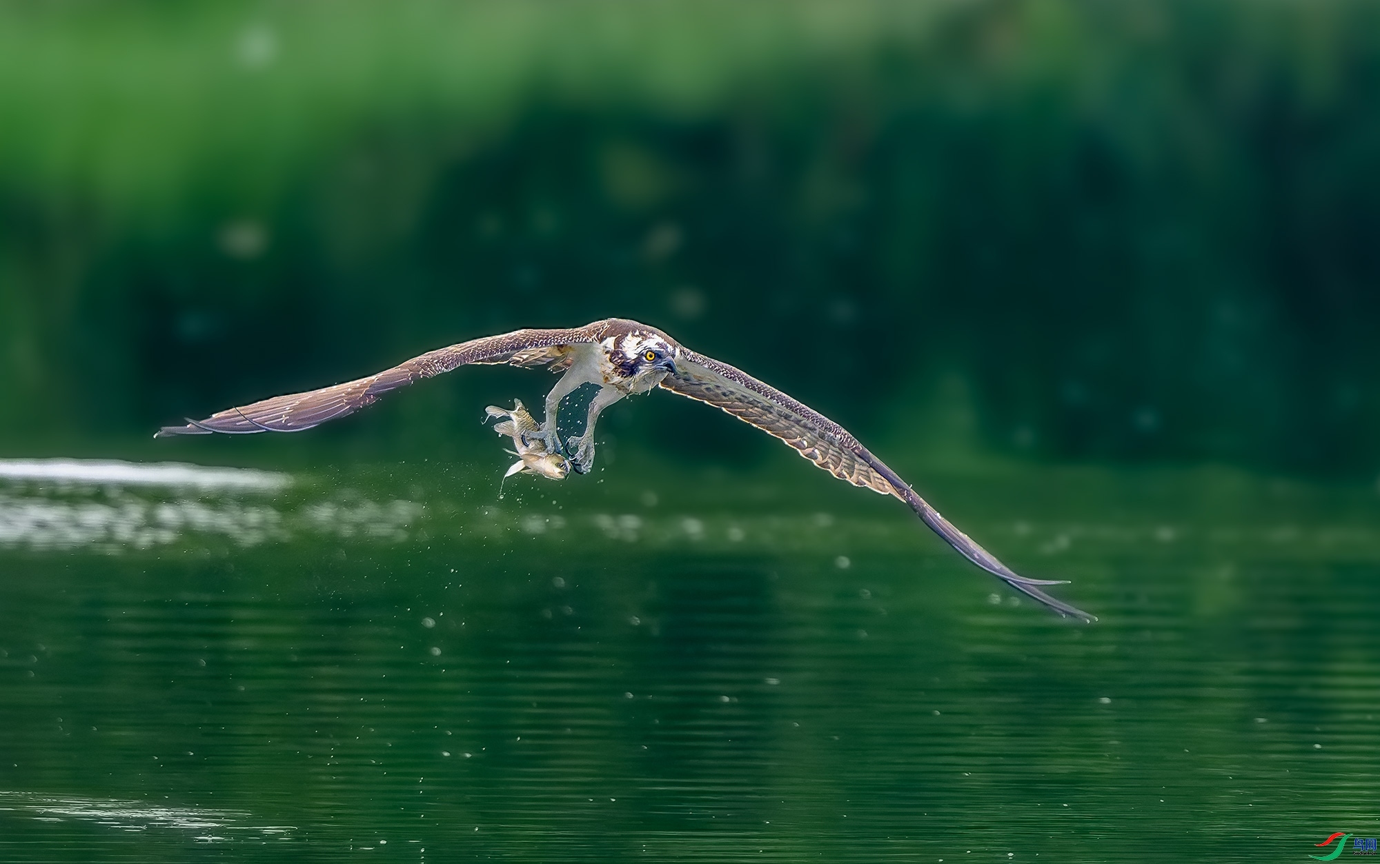 1.18��֮�Ժ���ʦ��Ʒ   ��.��ף����ʦ����ҳ������.jpg