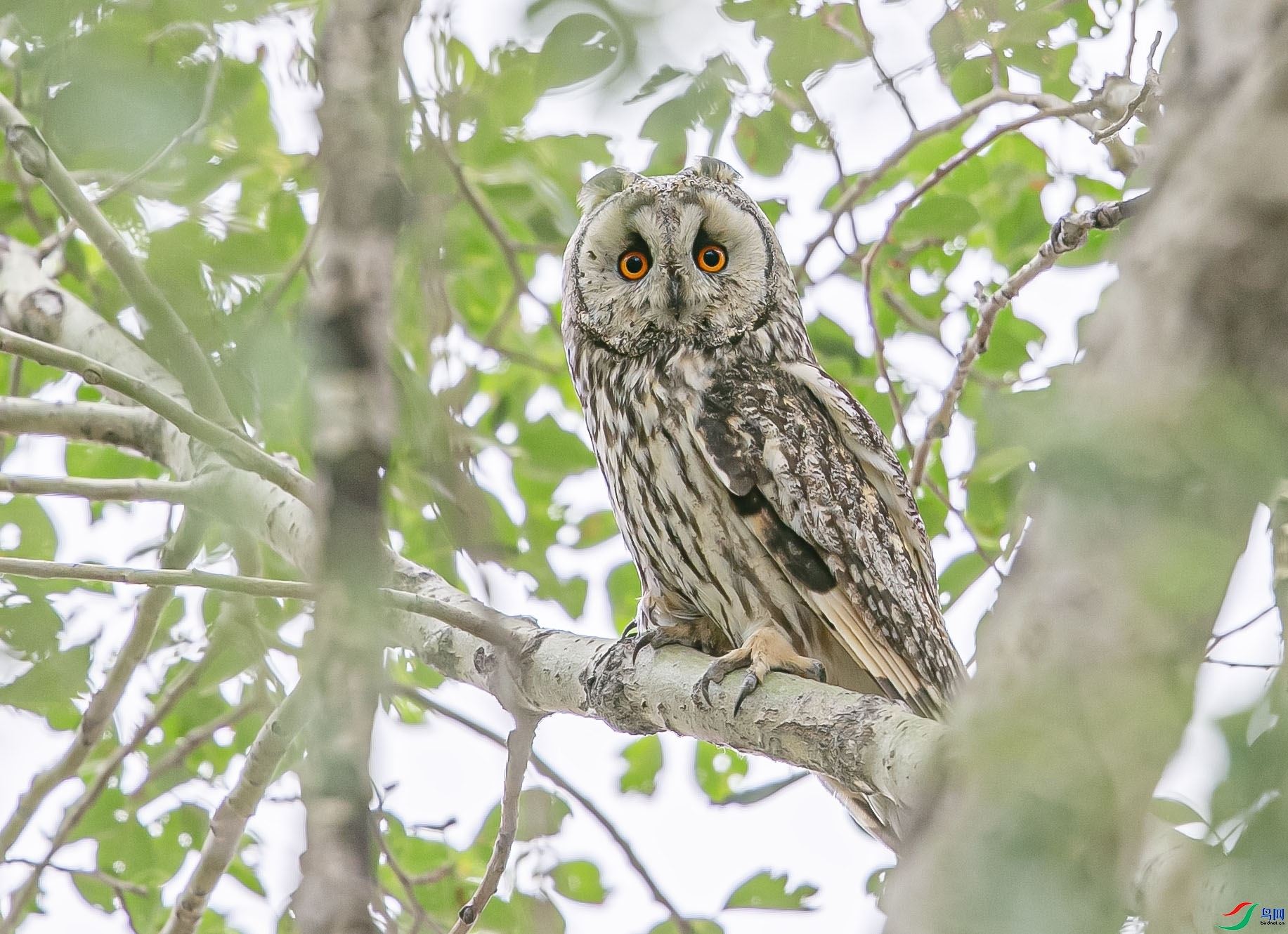 1.18��0529��ʦ��Ʒ   ע�ӣ�ף����ʦ����ҳ������.jpg