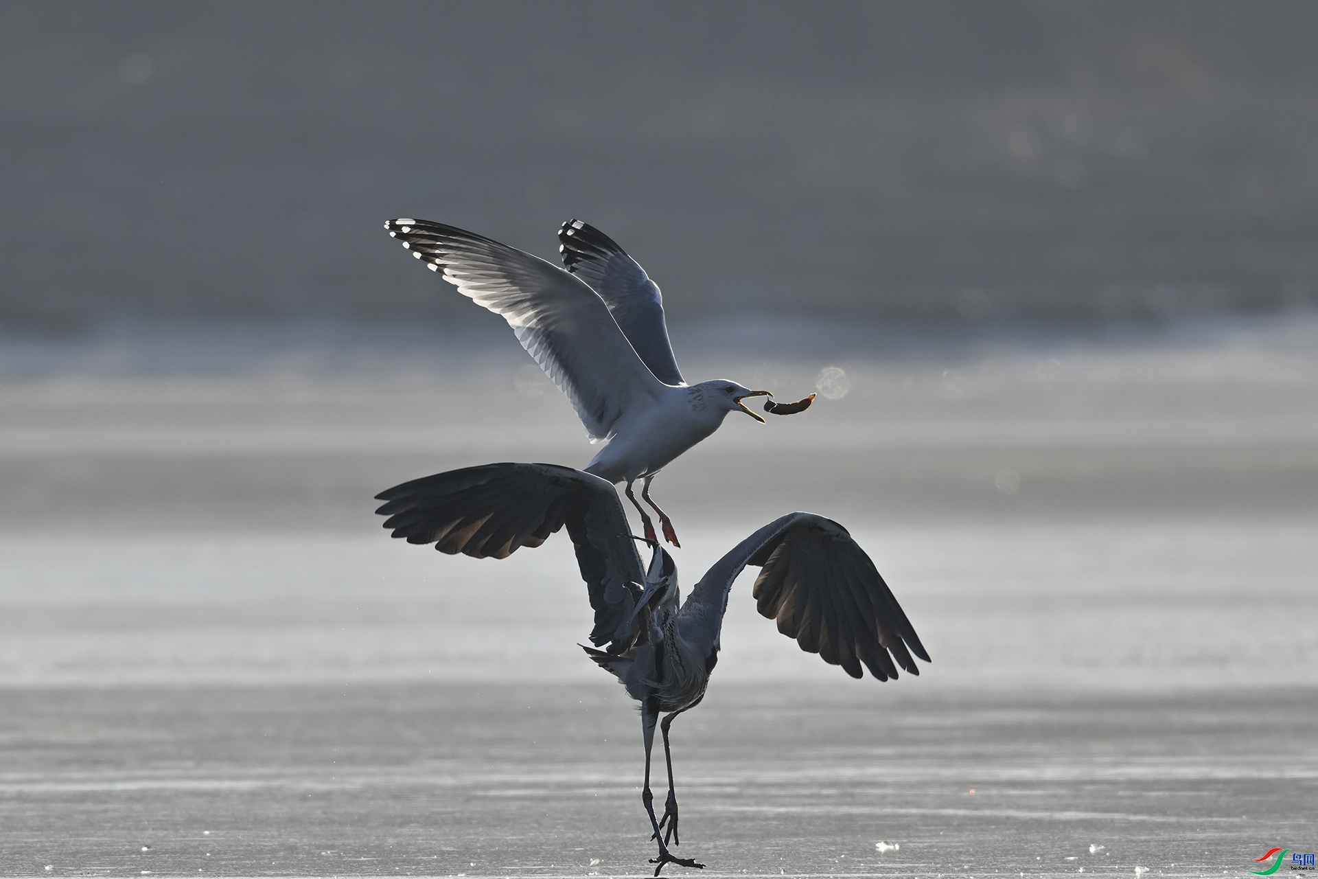 1.18��������ʦ��Ʒ   ��Ÿ������ż� ��ף���ٻ���Ӱʦ������.jpg