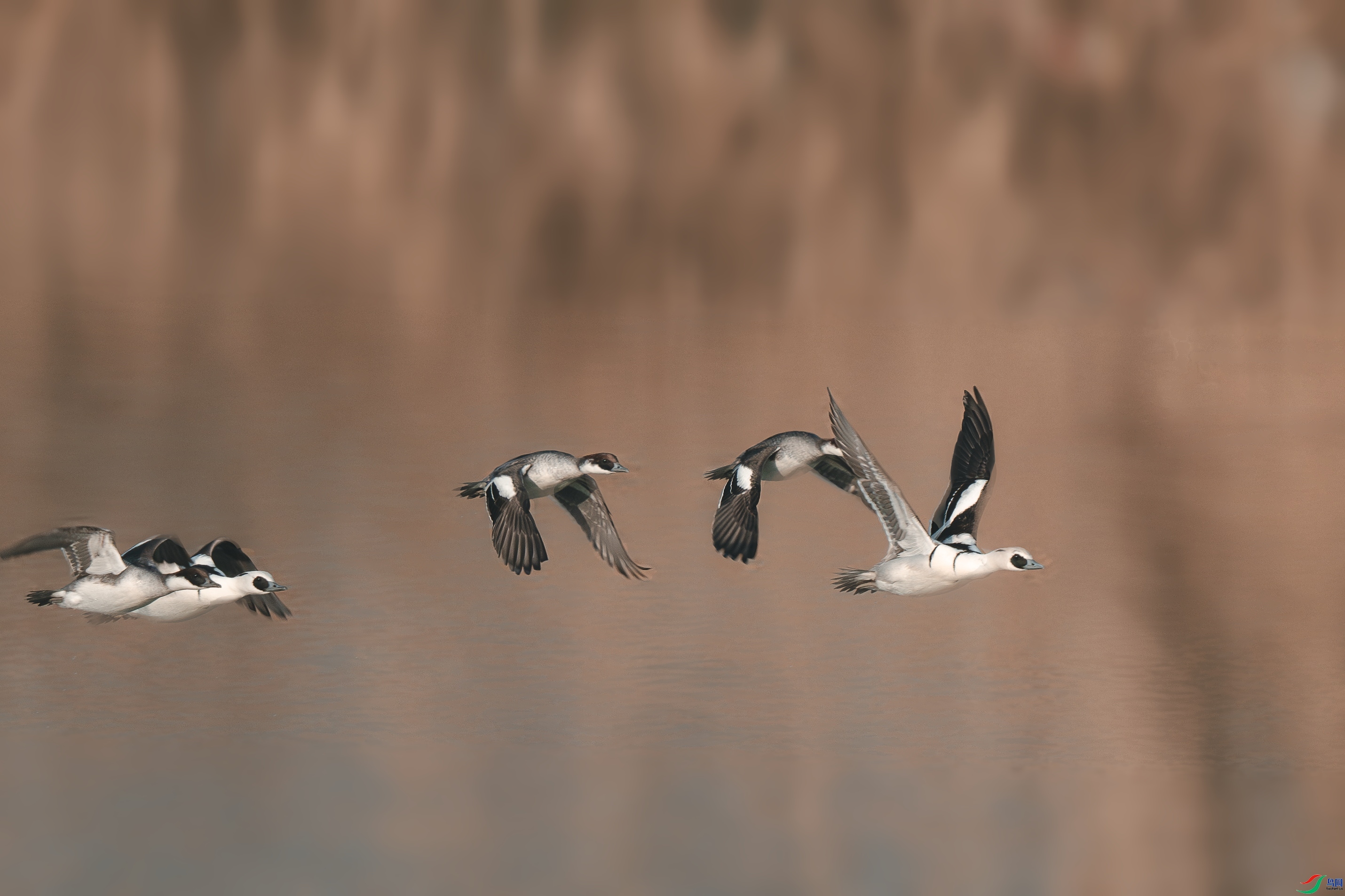 1.19��һ��ʦ��Ʒ   �����ɳѼ ��ף���ٻ��Ա������.jpg