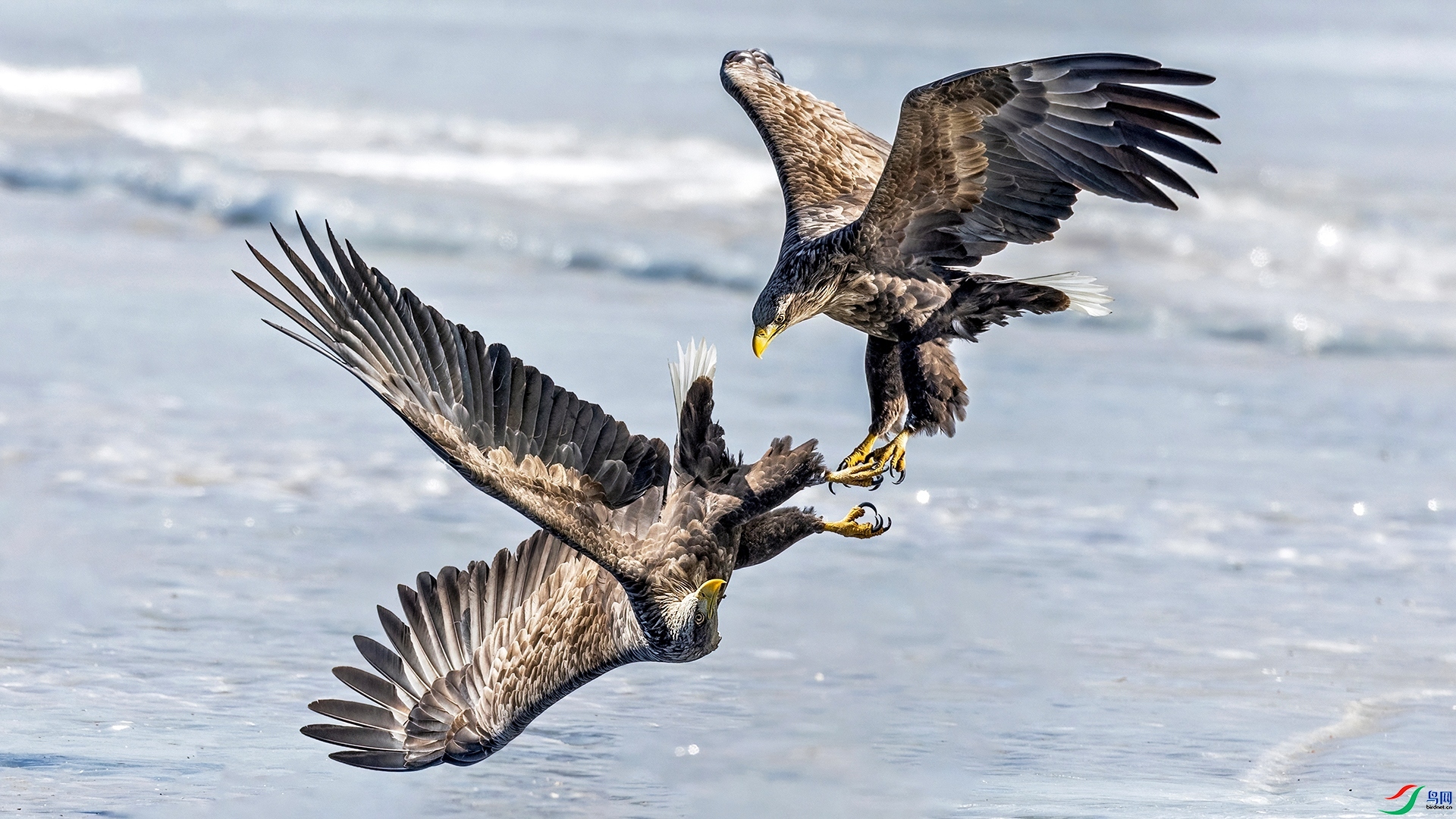 1.20��������ʦ��Ʒ   ��צ������ף����ʦ����ҳ������.jpg