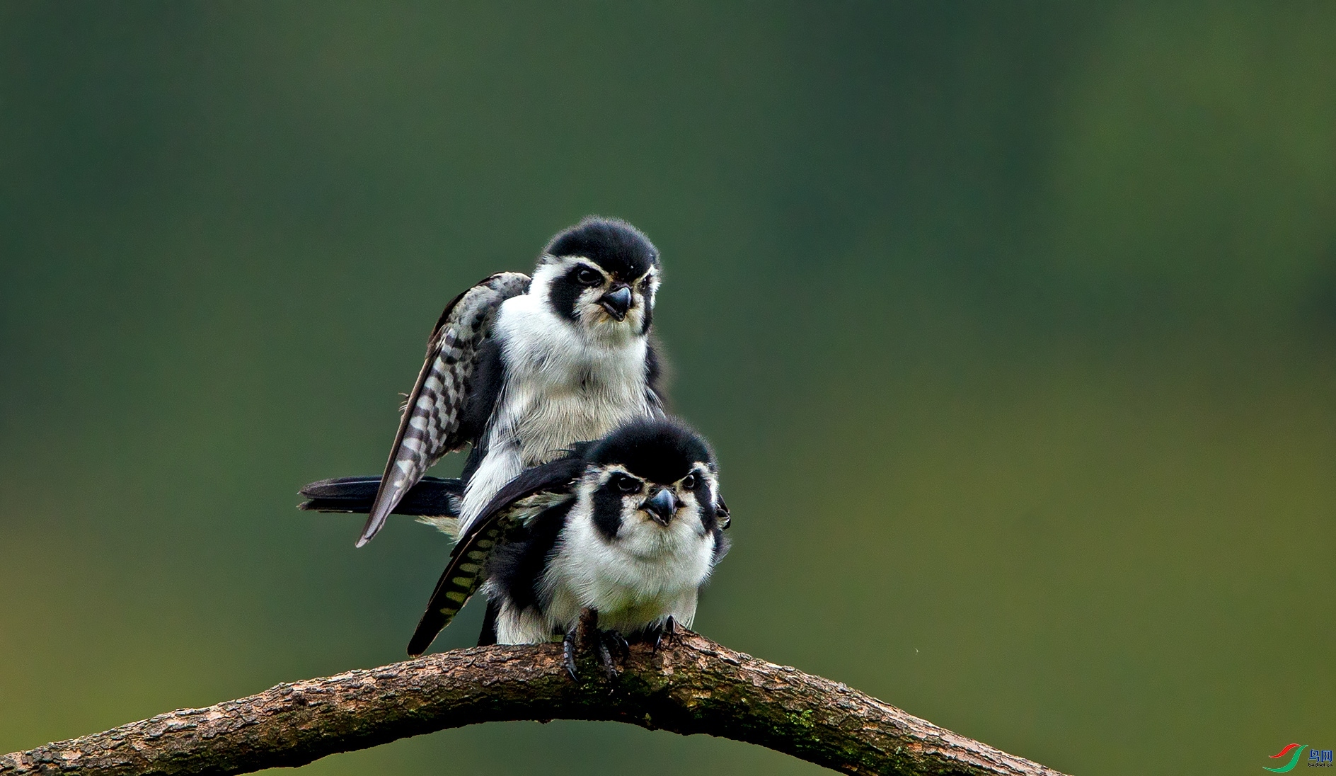 1.22���������ʦ��Ʒ   �����С����ף����ʦ����ҳ������.jpg