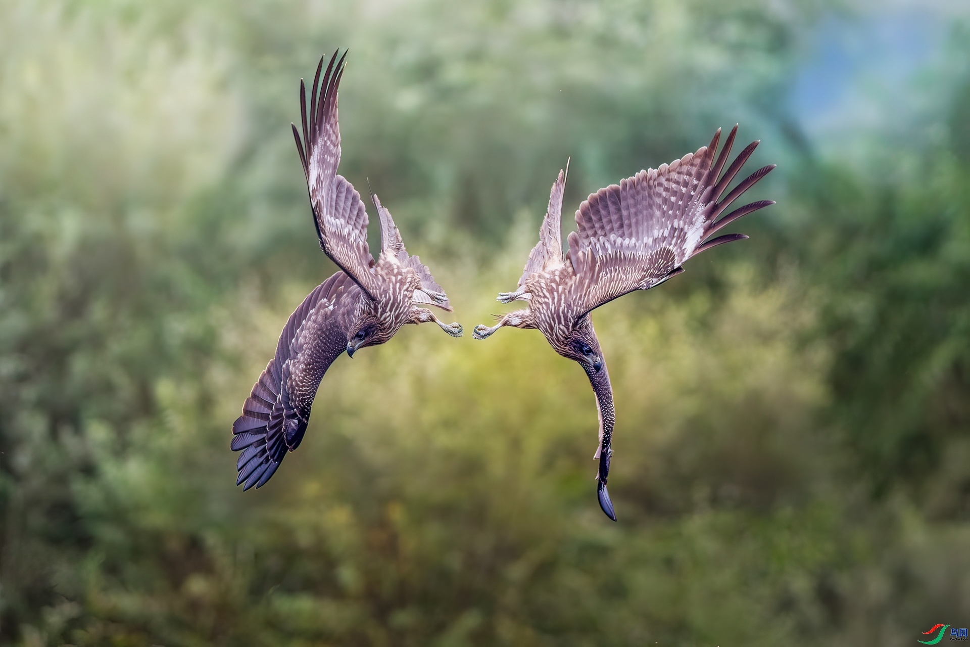 1.22������ʦ��Ʒ  ӥ������ ��ף����ʦ����ҳ������.jpg