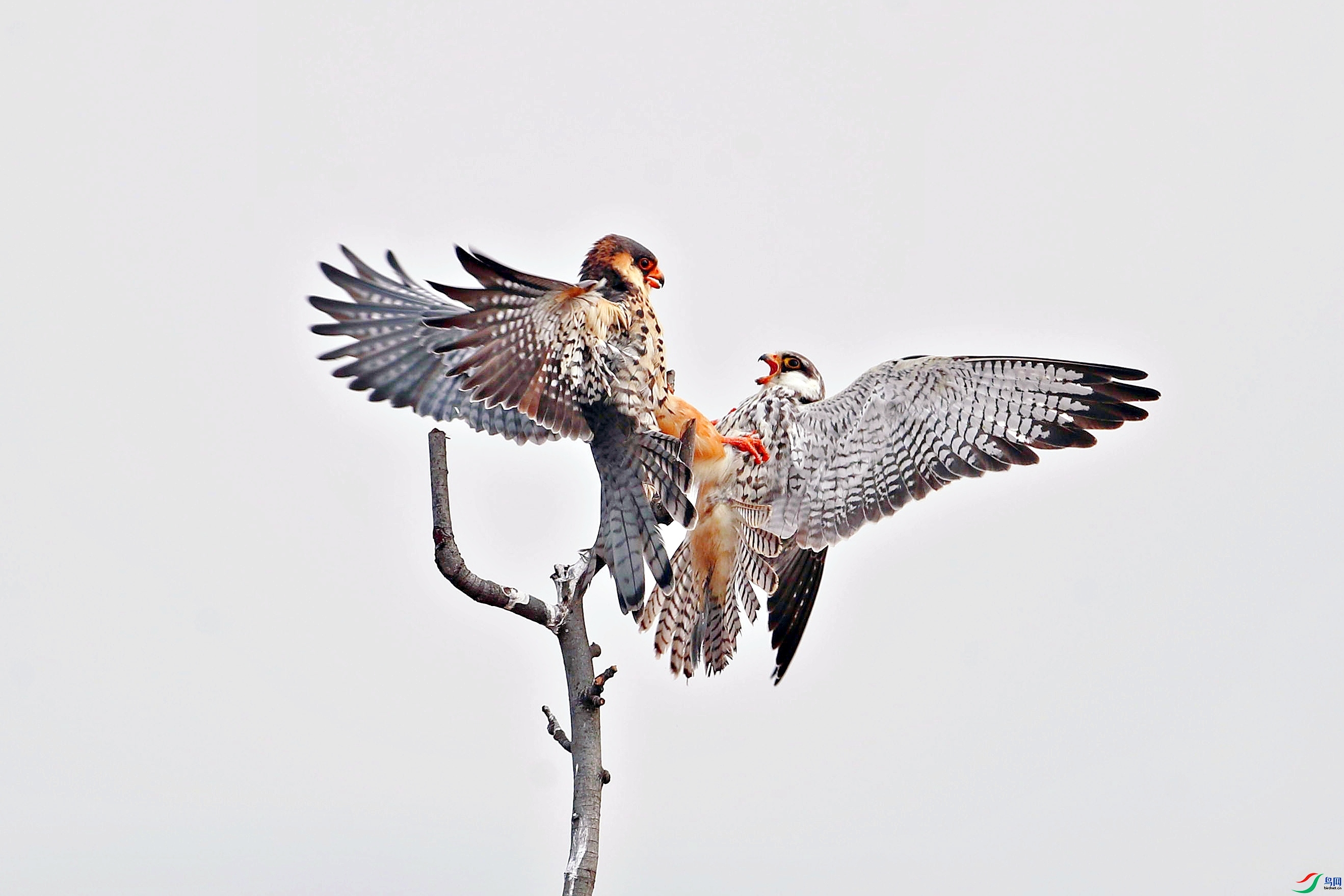 1.23wjh2016��ʦ��Ʒ   �����ɶ�� ��ף���ٻ����������.jpg