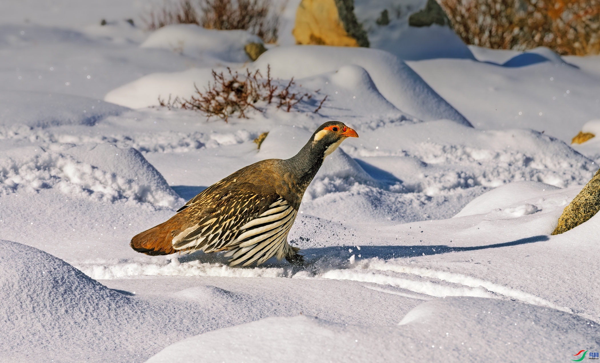 1.23����������ʦ��Ʒ   ף��Ұ���������� ��ף���ٻ����������.jpg