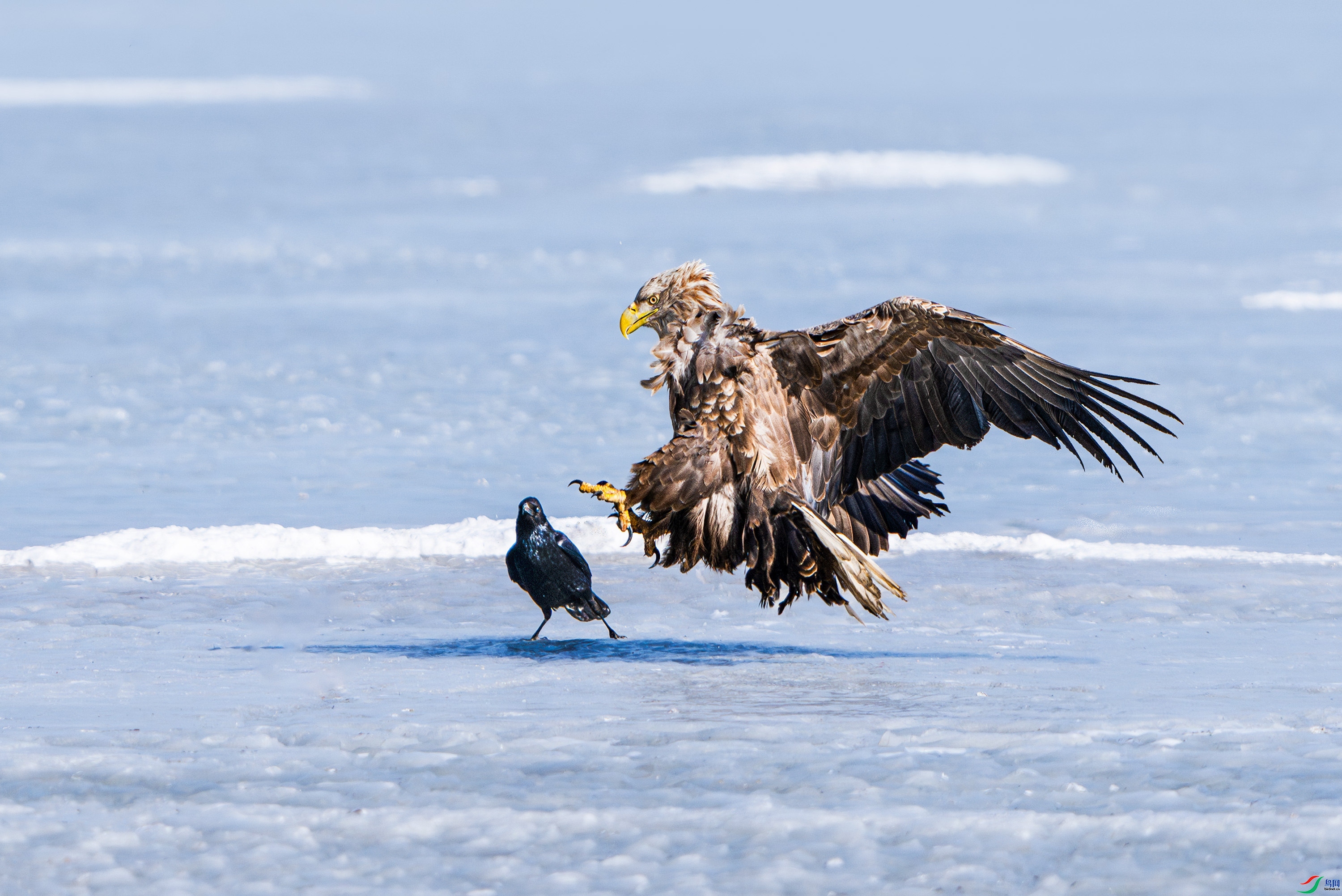 1.23˫��ƽ��ʦ��Ʒ   ��ǿ���� ��ף���ٻ���Ӱʦ������.jpg