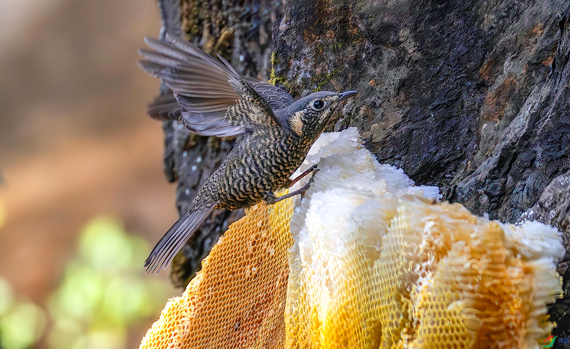 407A4787-----33  .jpg