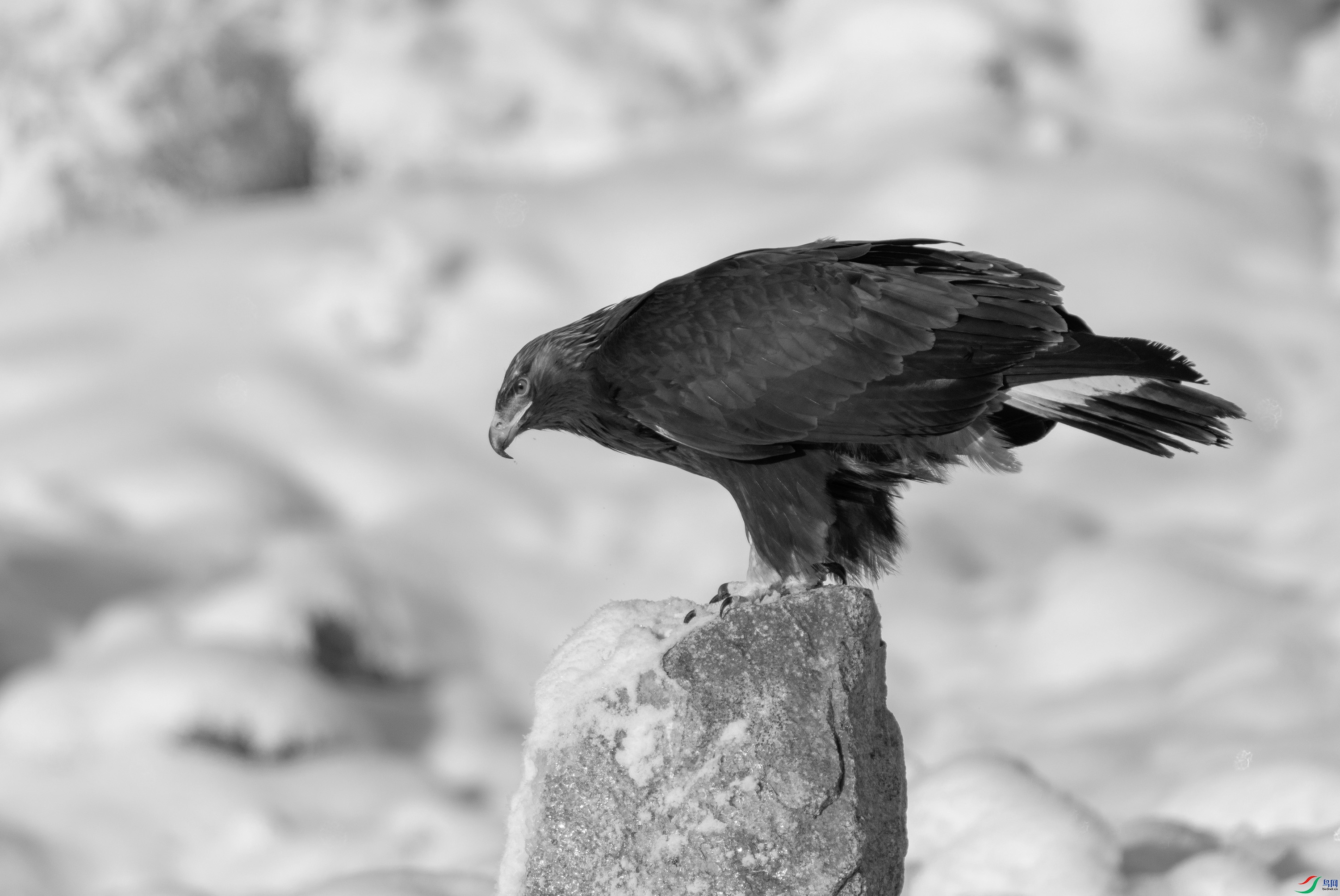 DSC02445 ����.jpg