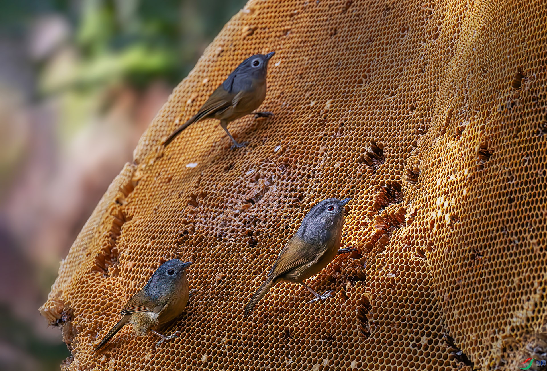 407A6338-----33  .jpg